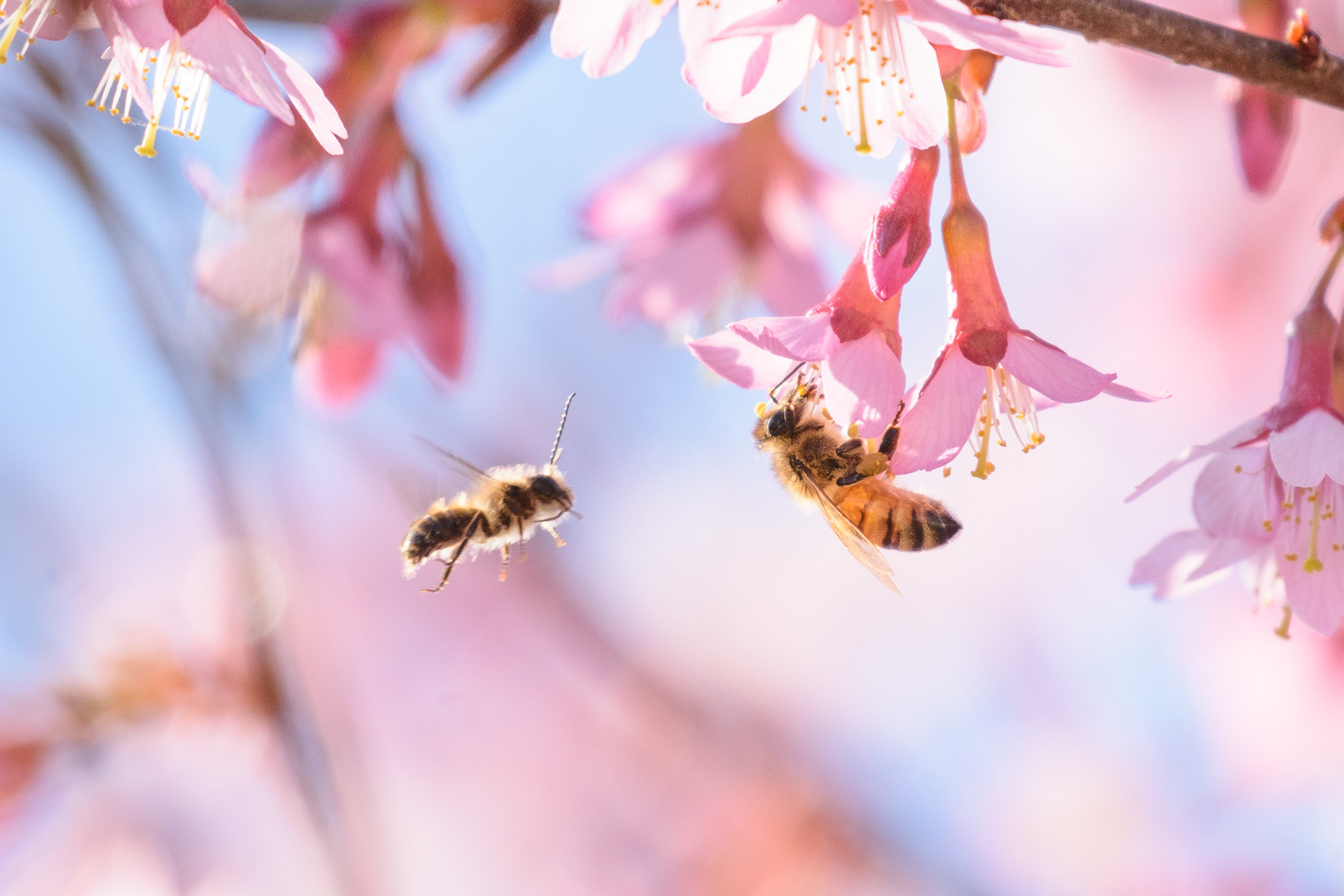 Mason Bee on Cherry Blossom 3 (Osmia spp.)