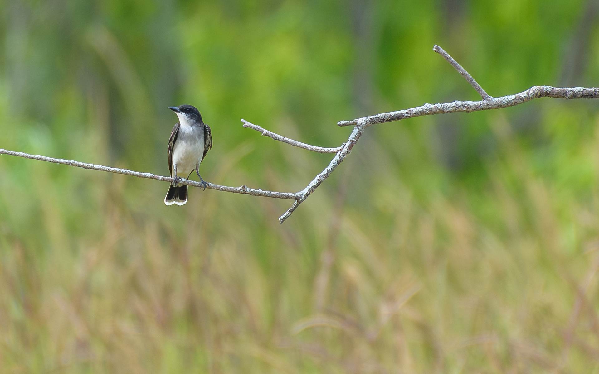 Eastern Kingbird (Tyrannus tyrannus)
