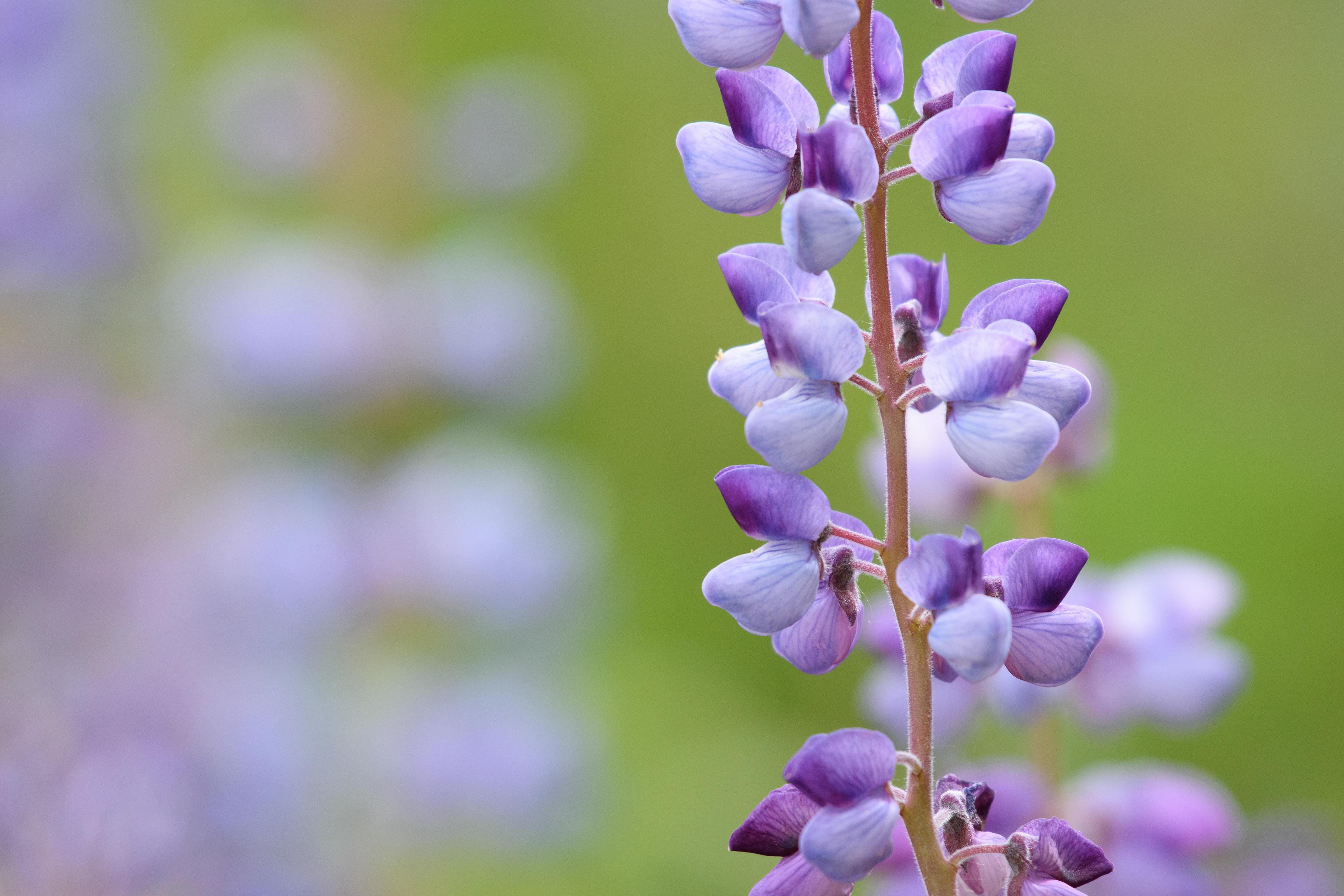 Lupine 1 (Lupinus polyphyllus)