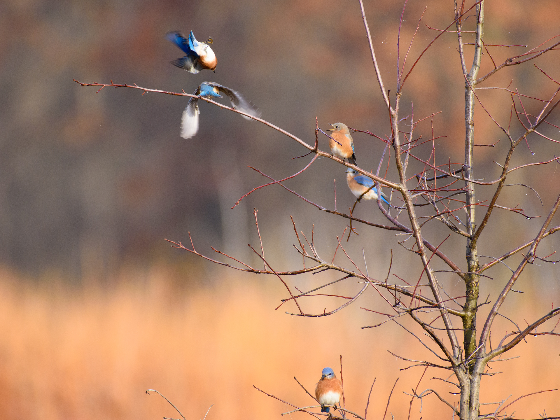 Bluebirds 3