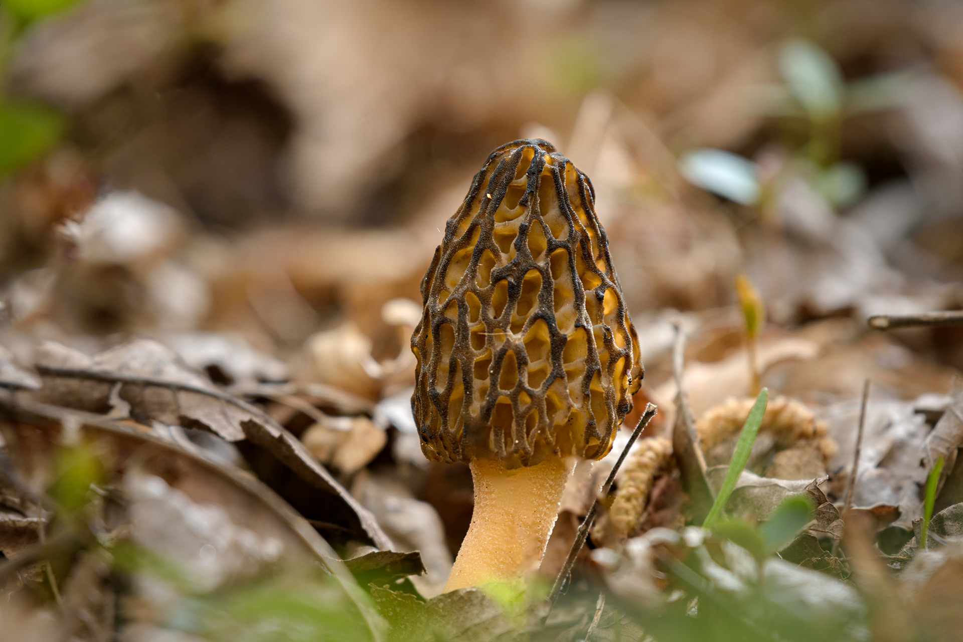 Morel (Morchella Angusticeps)