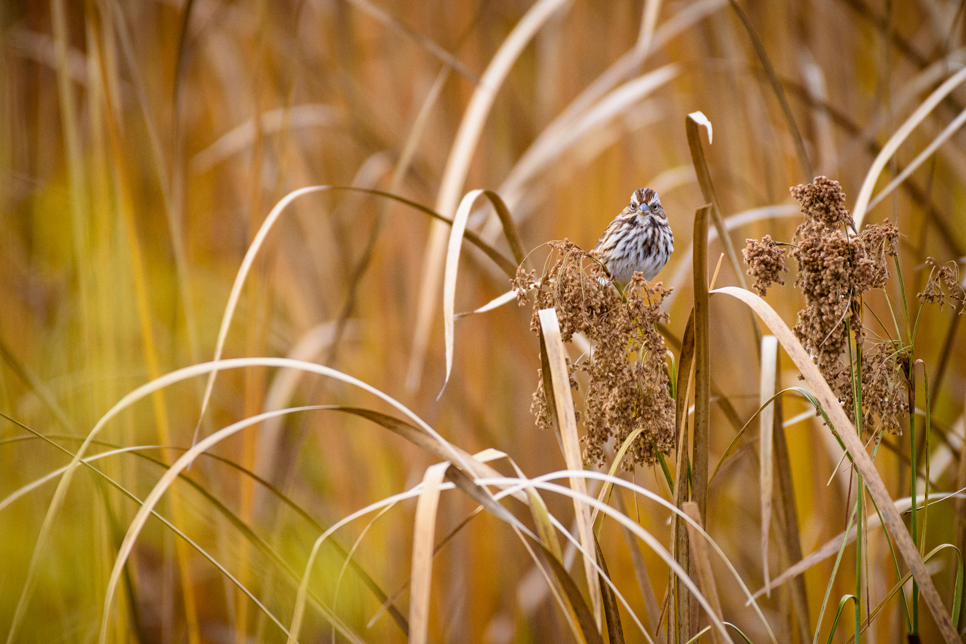 Song Sparrow 