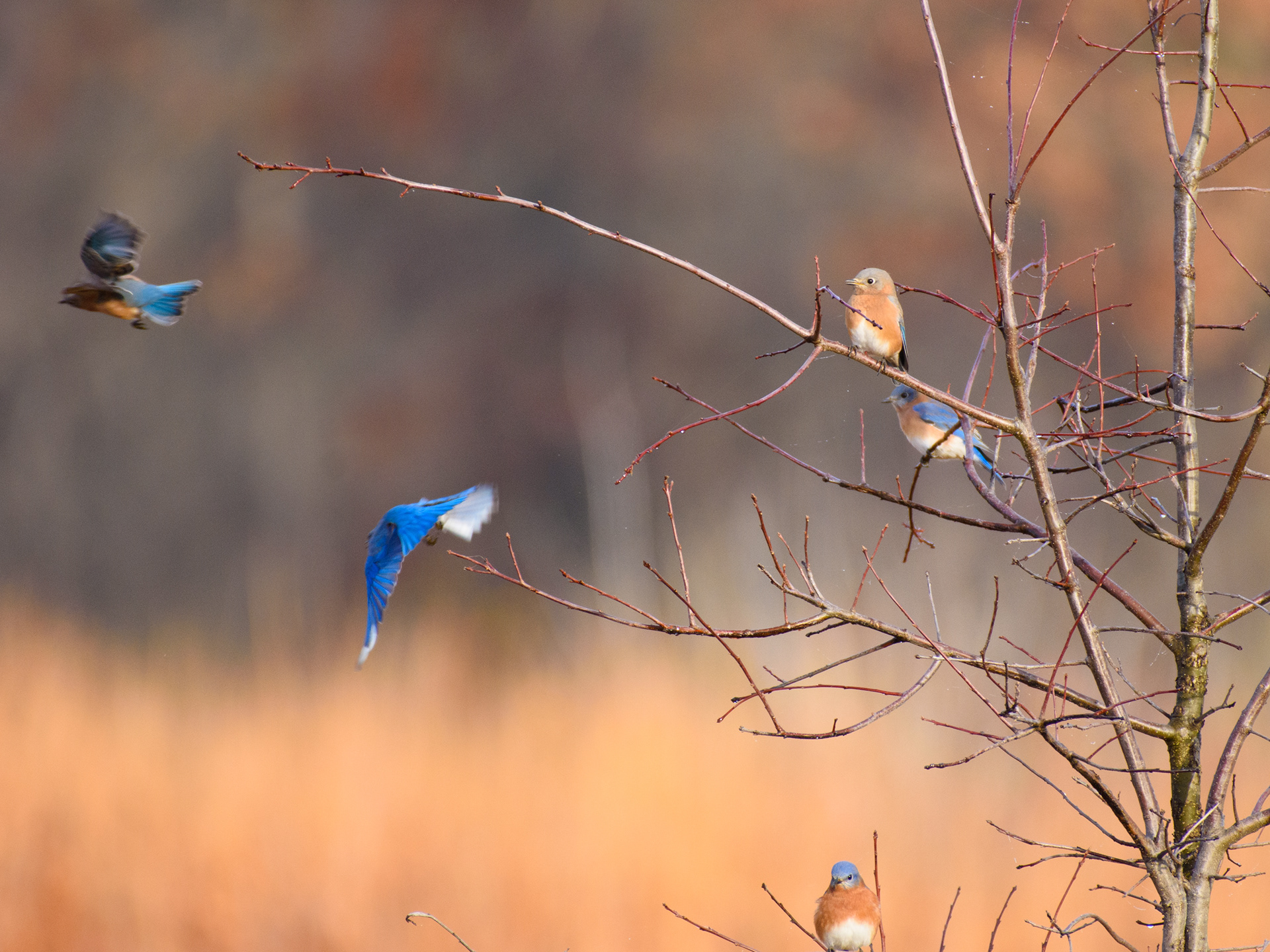 Bluebirds 4