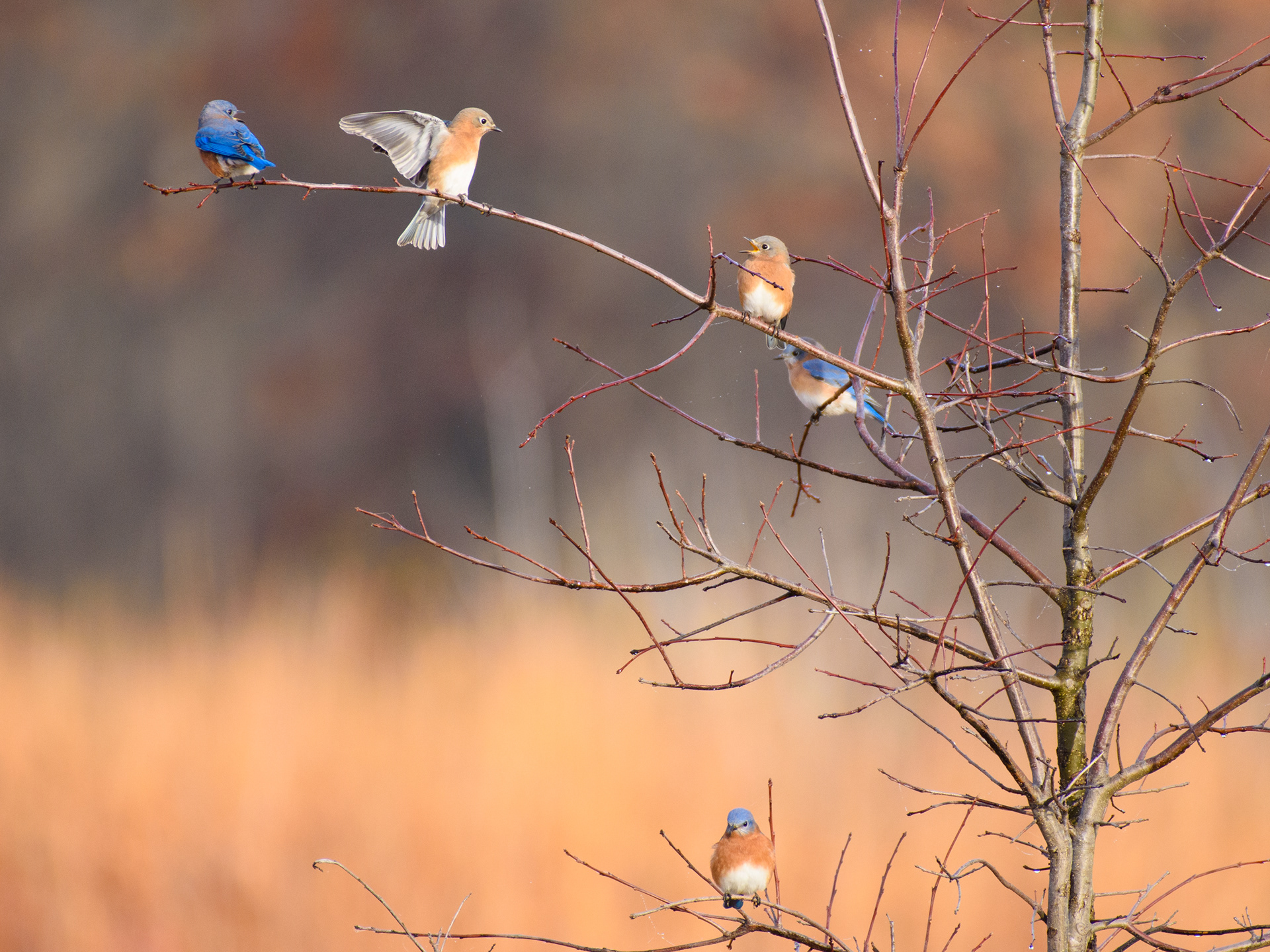 Bluebirds 1