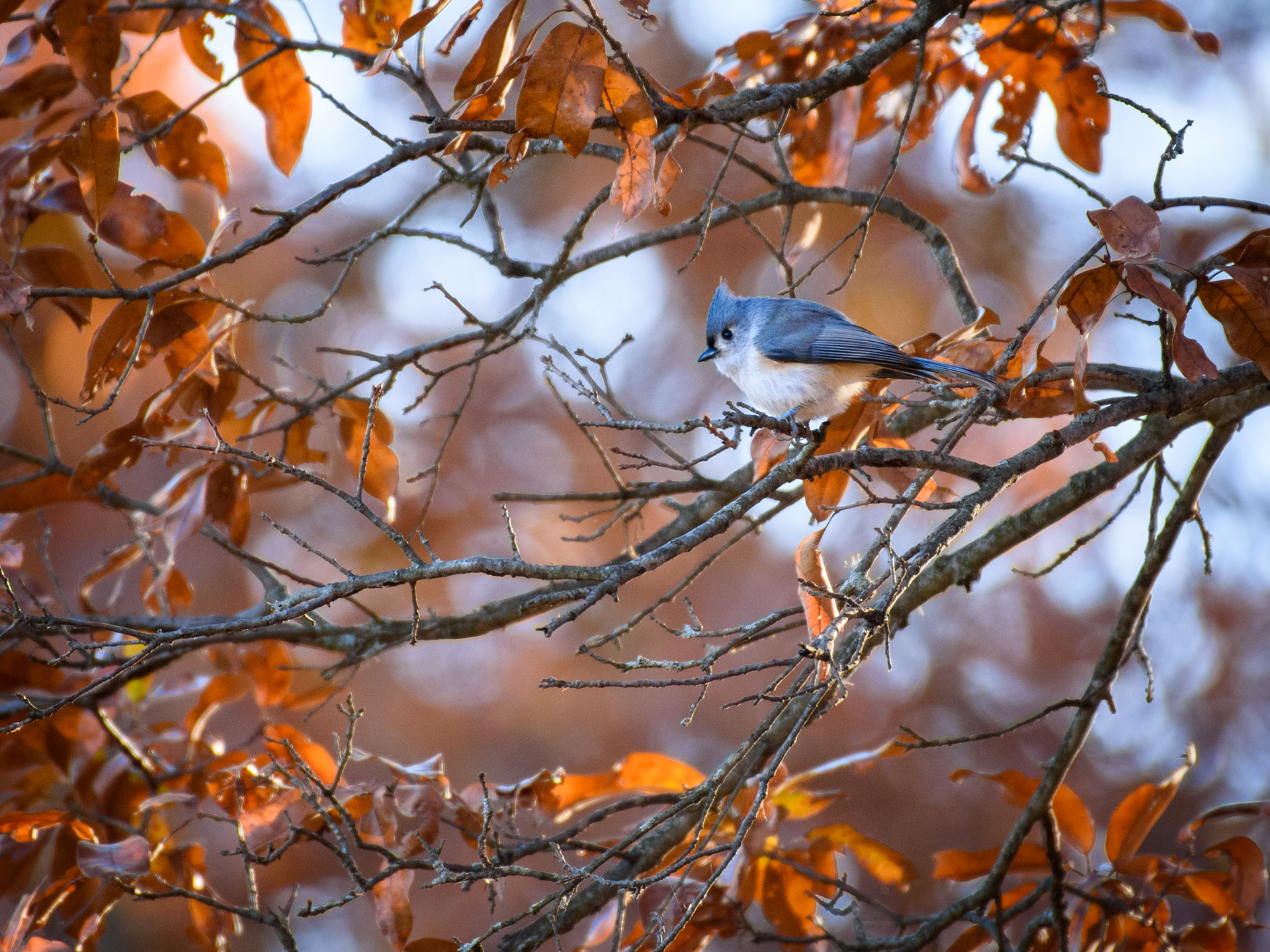 Tufted Titmouse