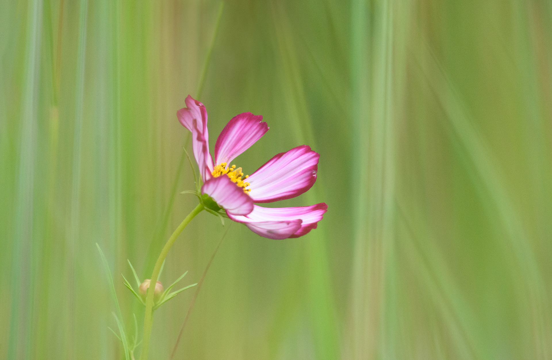 Cosmos 3 (Cosmos bipinnatus)