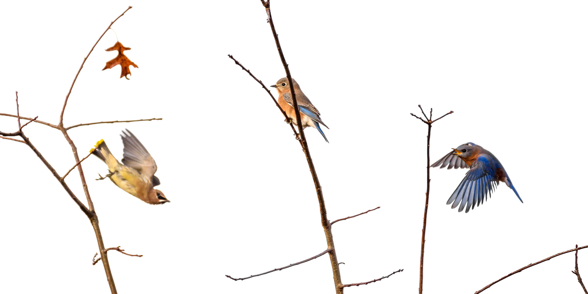 Bluebirds & Cedar Waxwing High Key