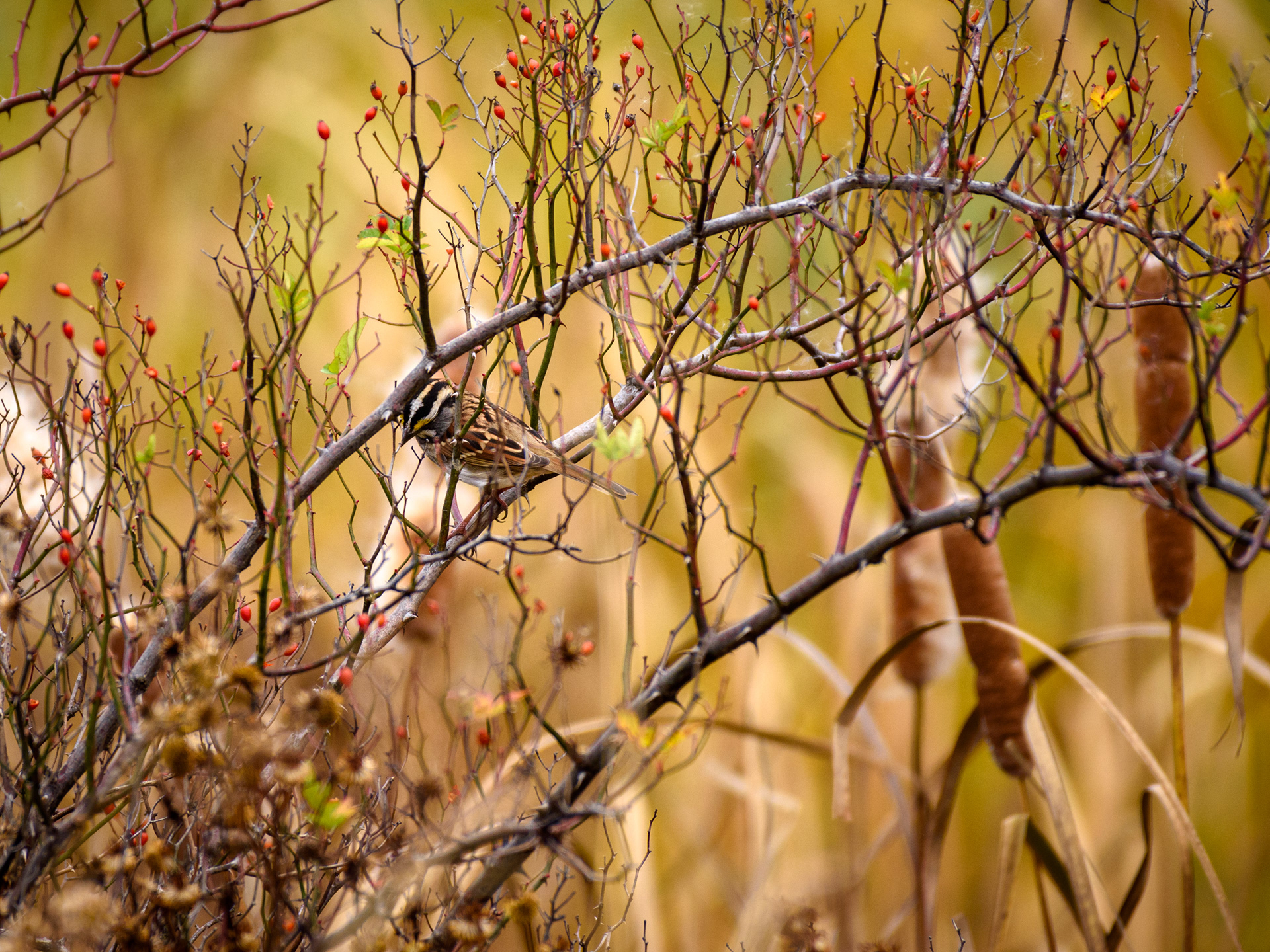 Song Sparrow