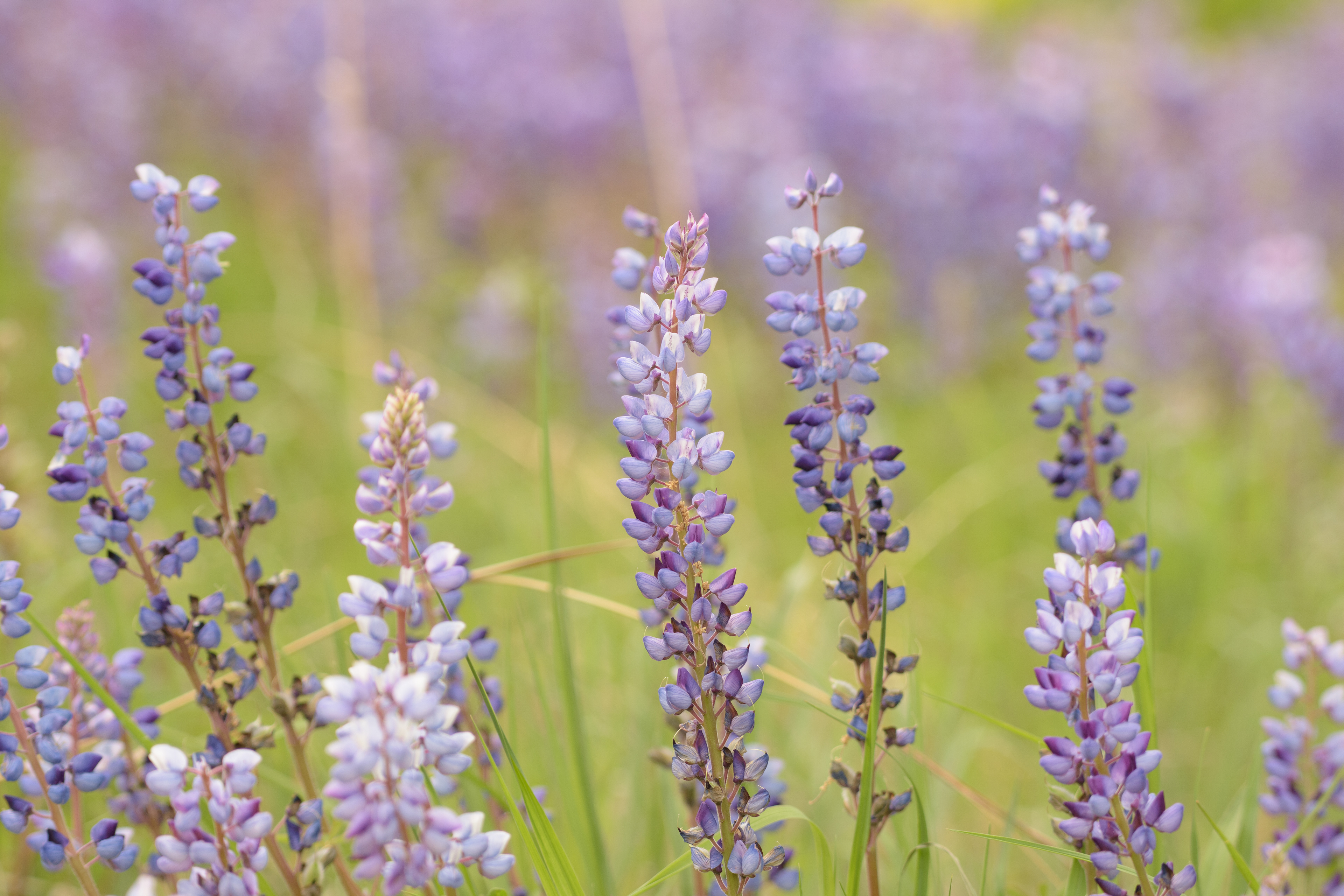 Lupine 3 (Lupinus polyphyllus)