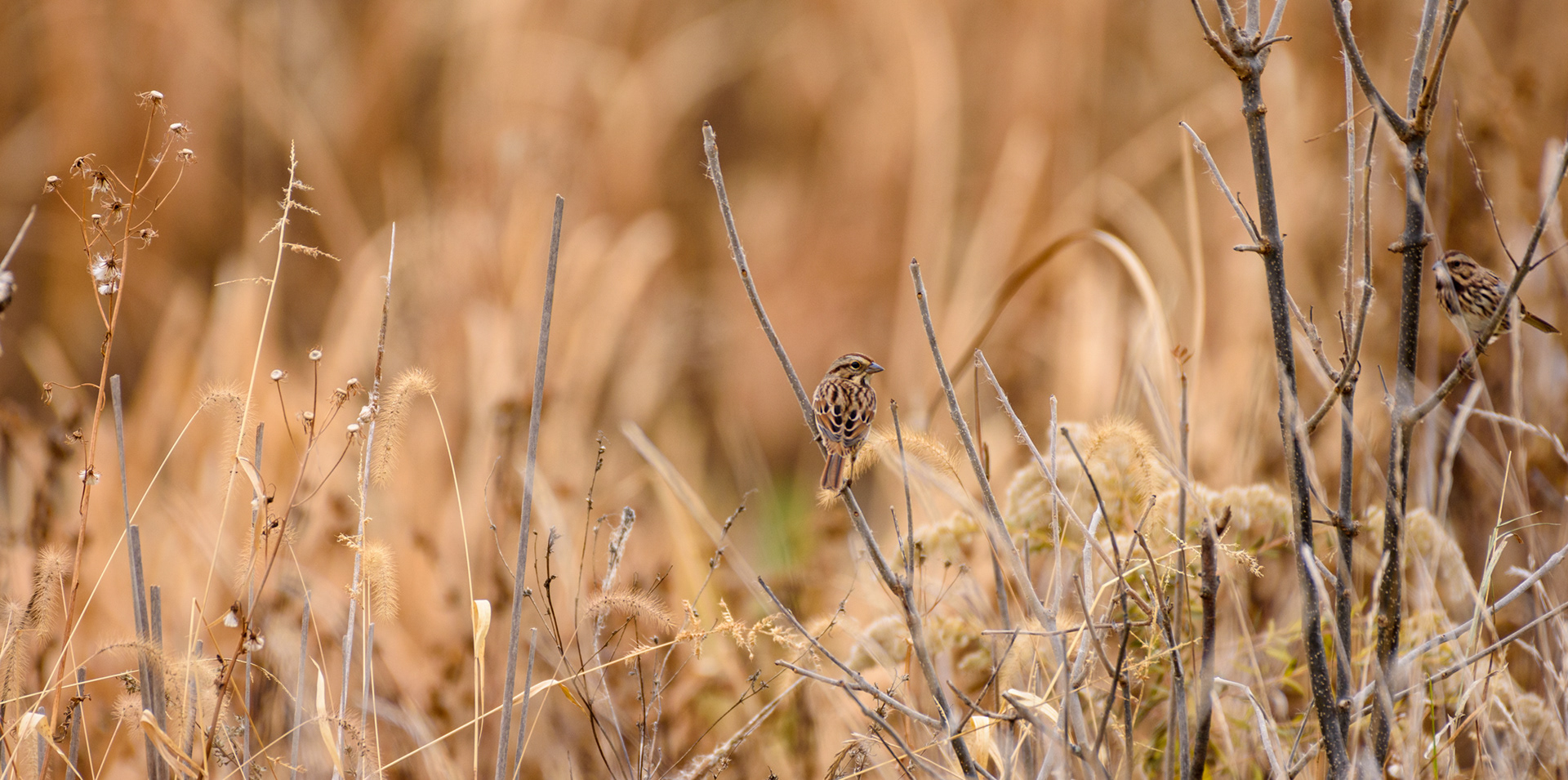 Song Sparrows