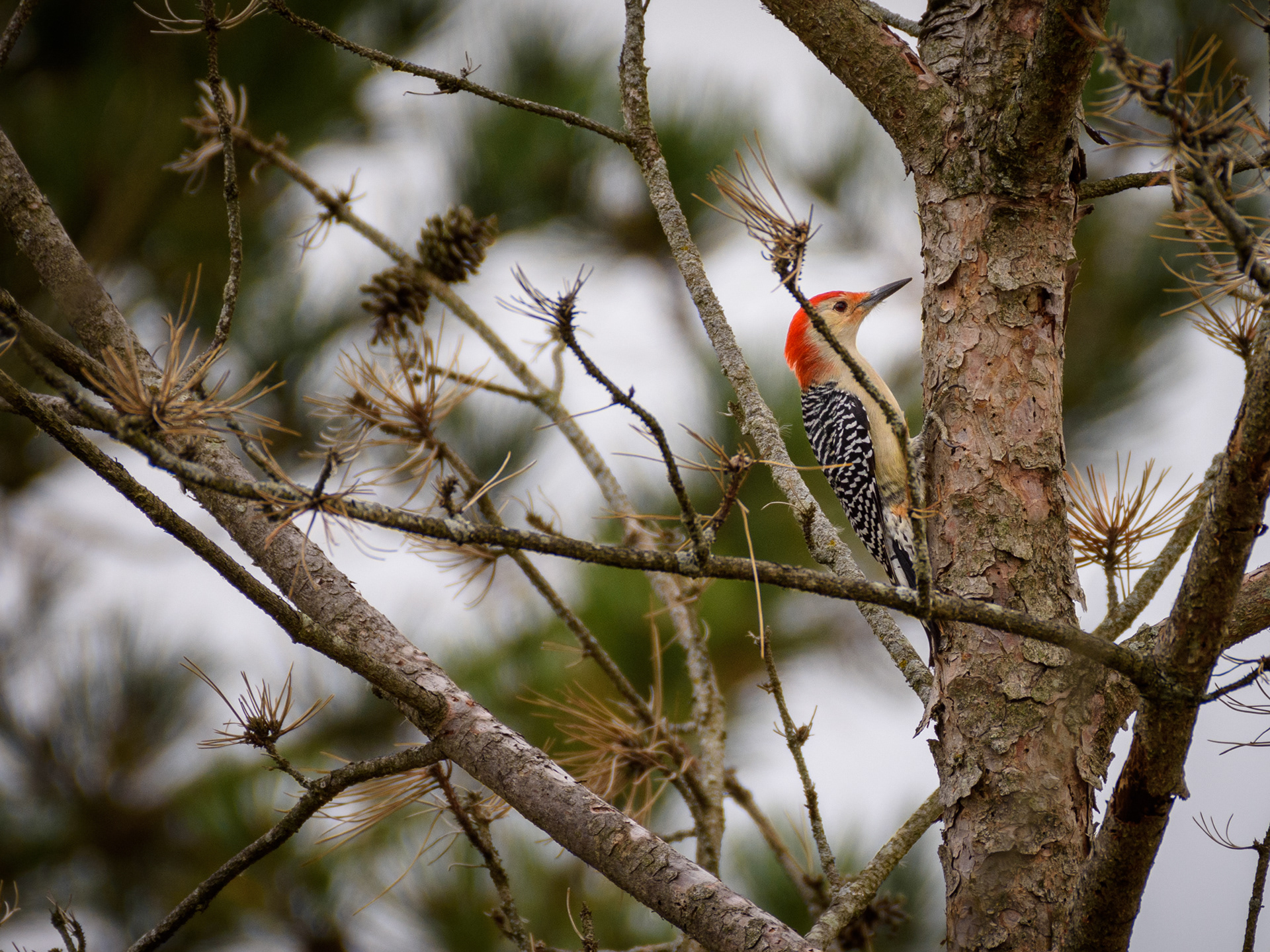 Red Bellied Woodpecker