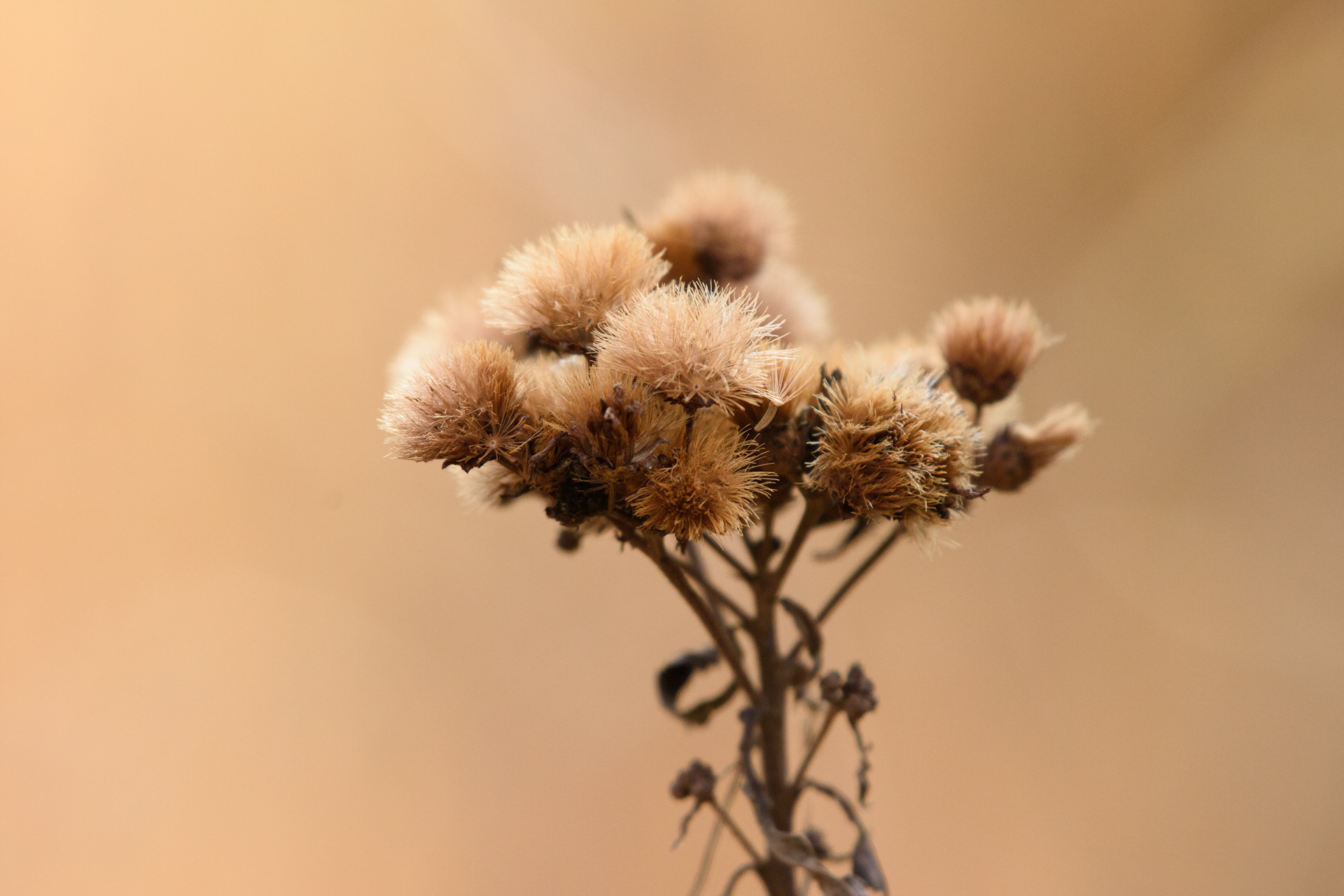 Vernonia gigantea 2