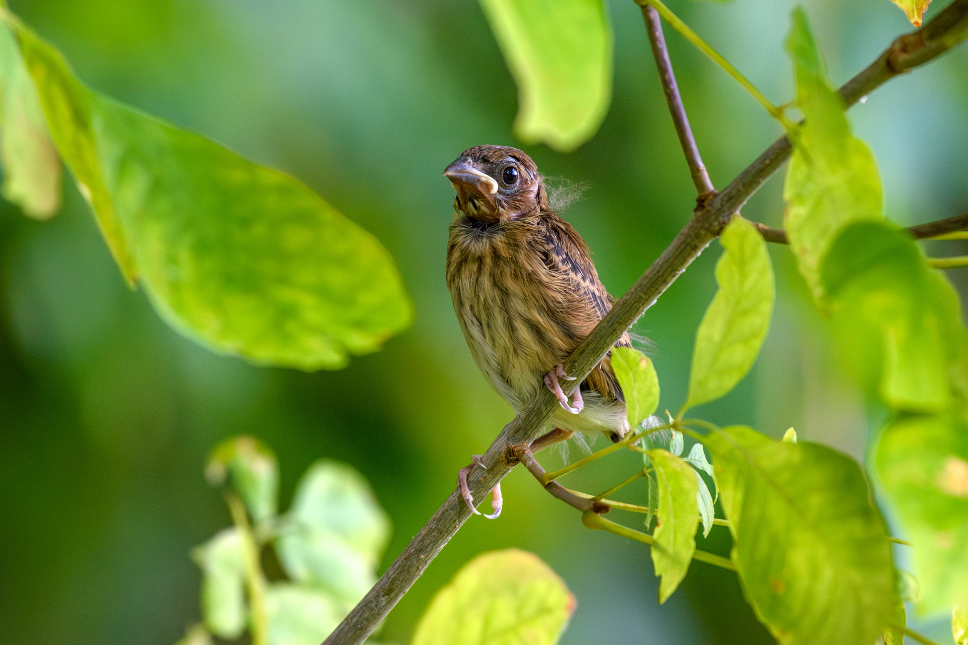 Indigo Bunting (Passerina cyanea)