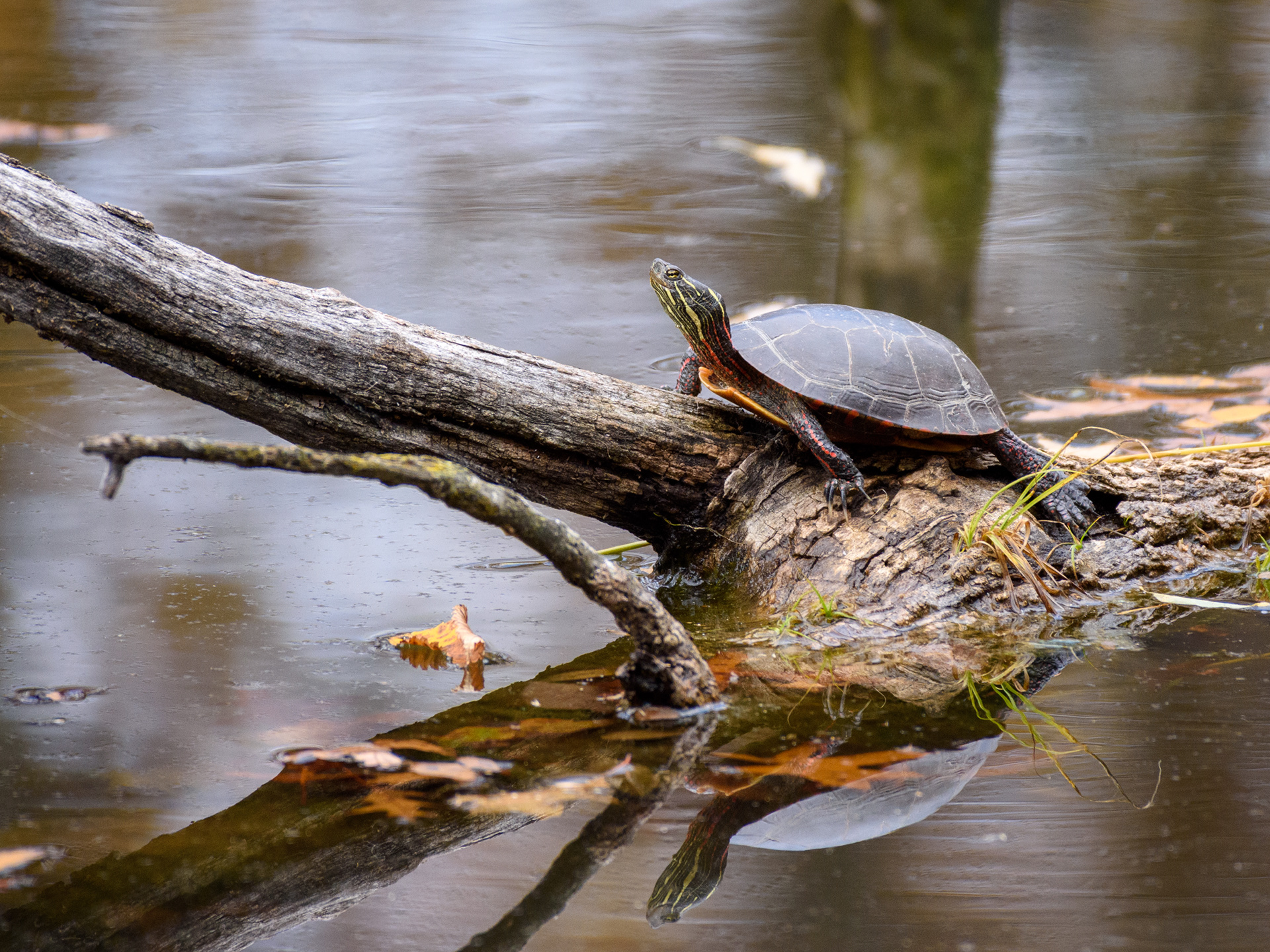 Painted Turtle