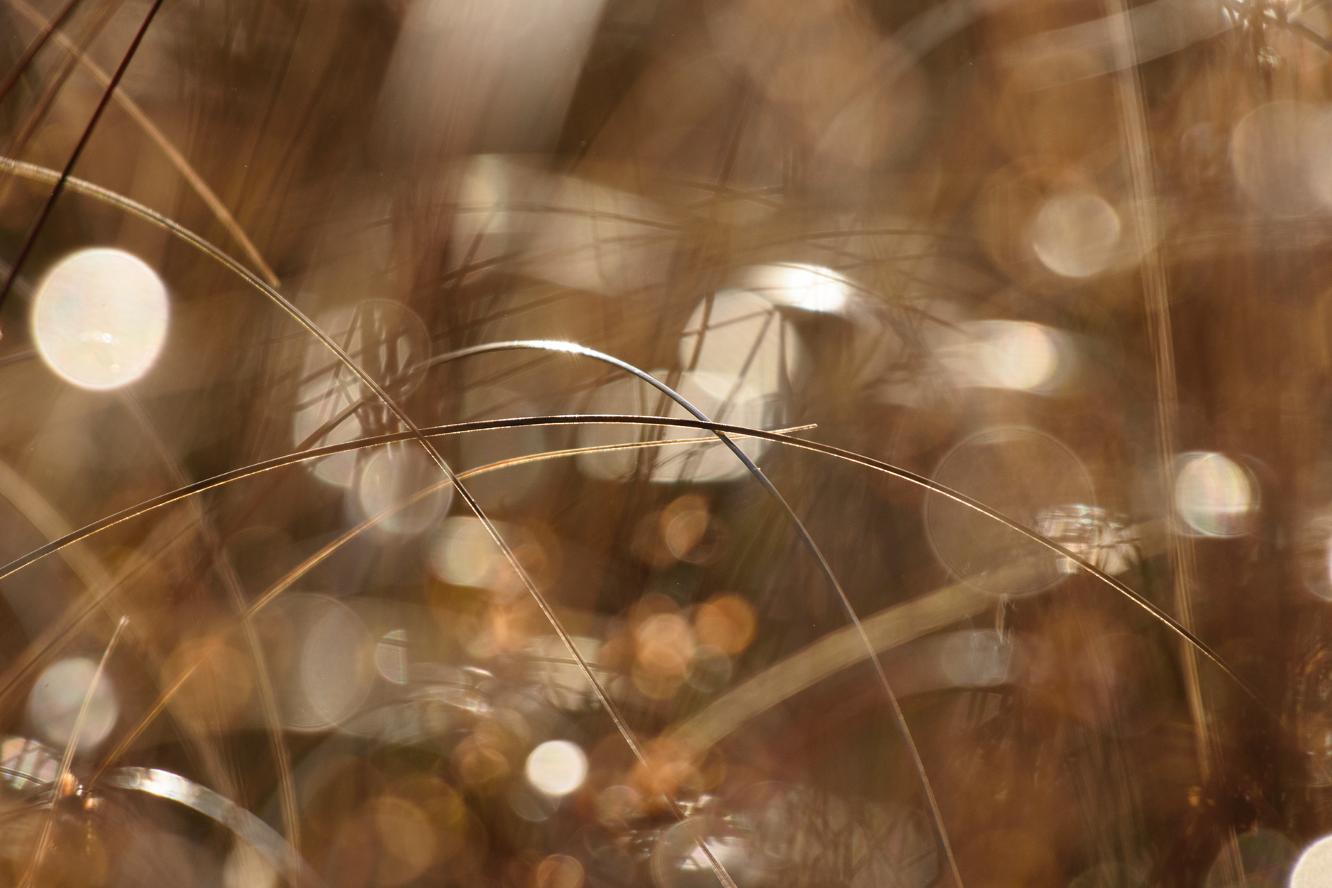 Grass Detail