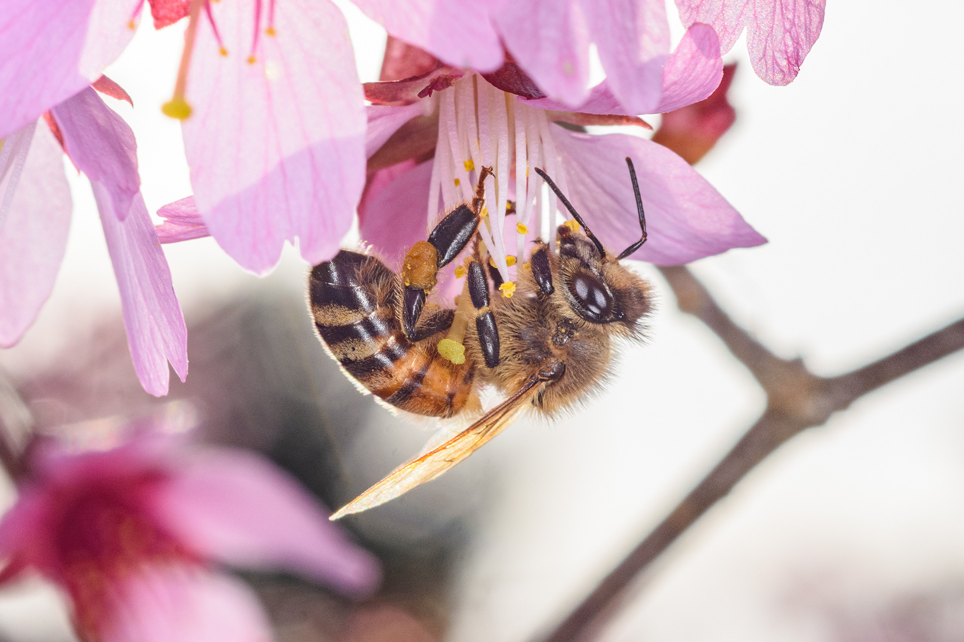 Mason Bee on Cherry Blossom 1 (Osmia spp.)