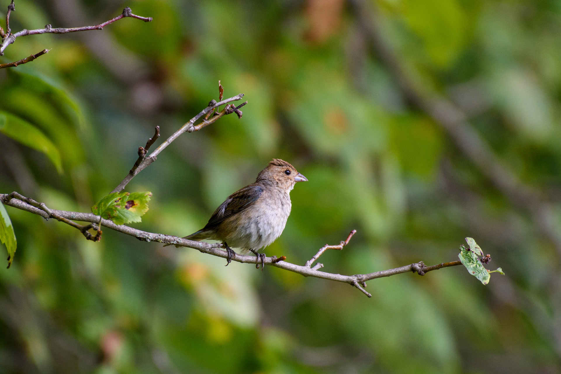Indigo Bunting (Passerina cyanea)
