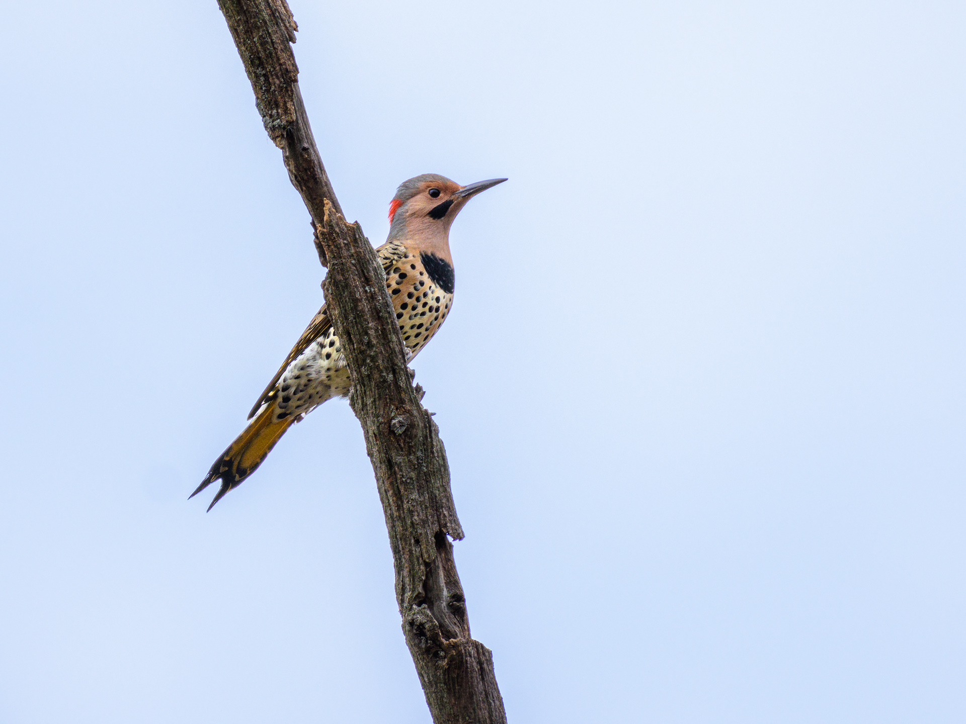  Northern Flicker