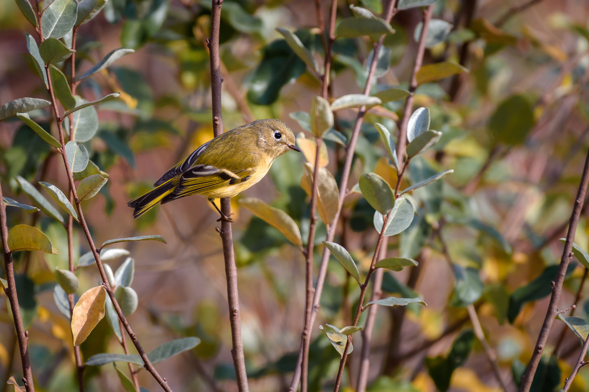 Ruby Crowned Kinglet 1 