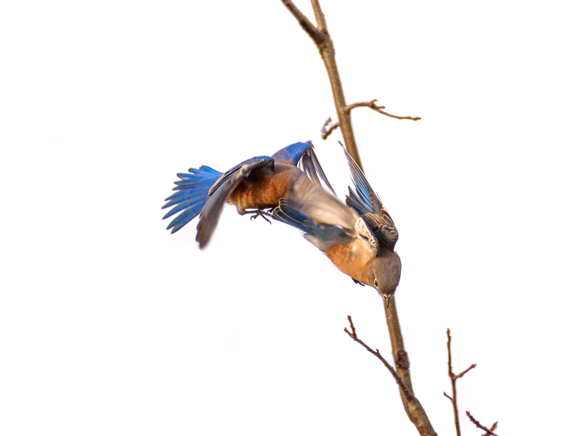 Bluebirds High Key