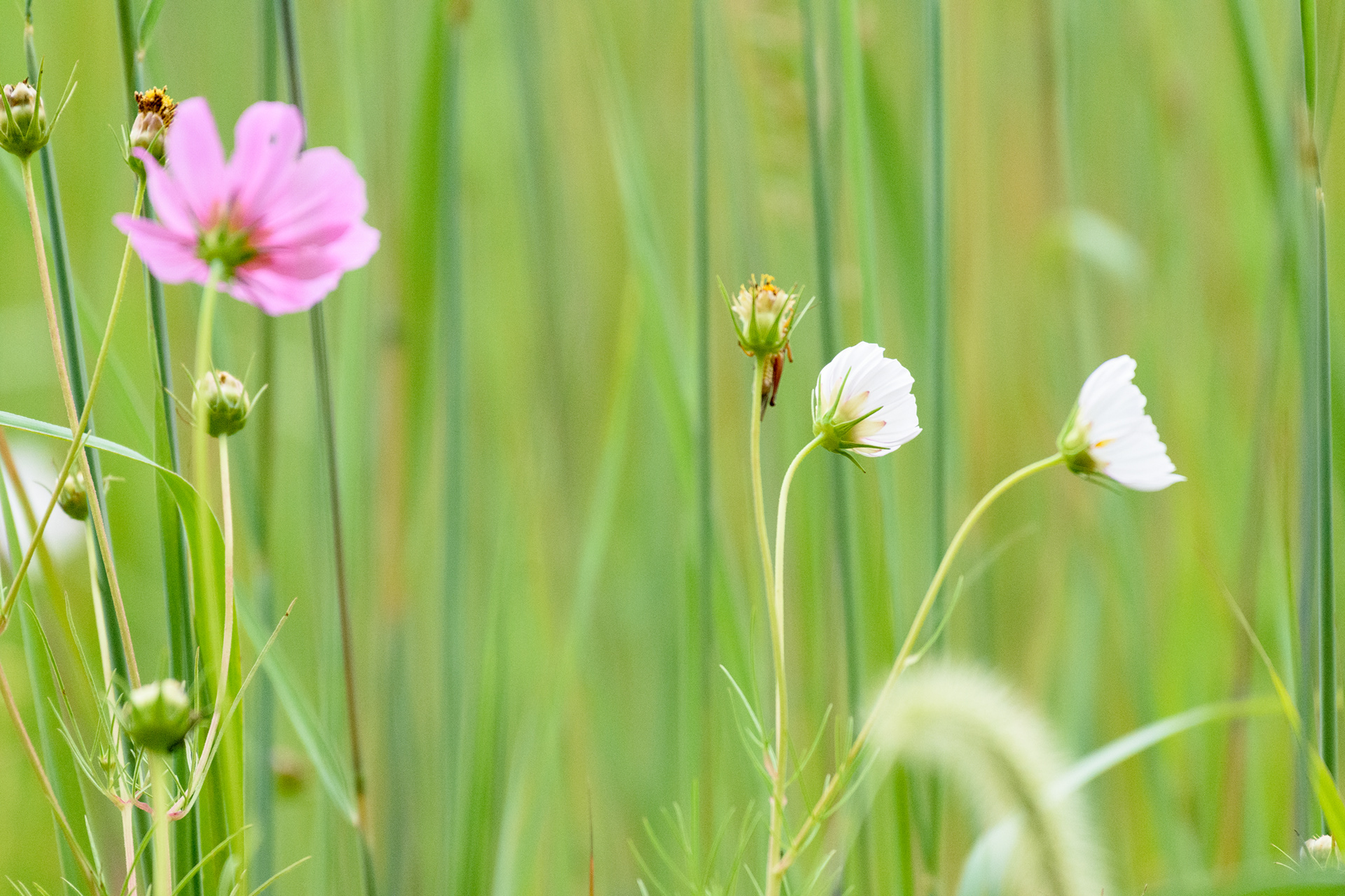 Cosmos 2 (Cosmos bipinnatus)