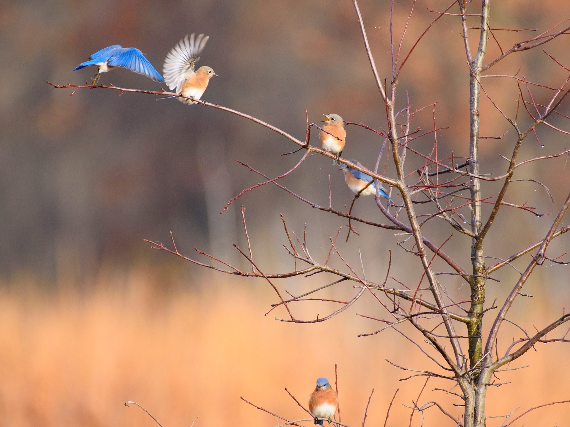 Bluebirds 2