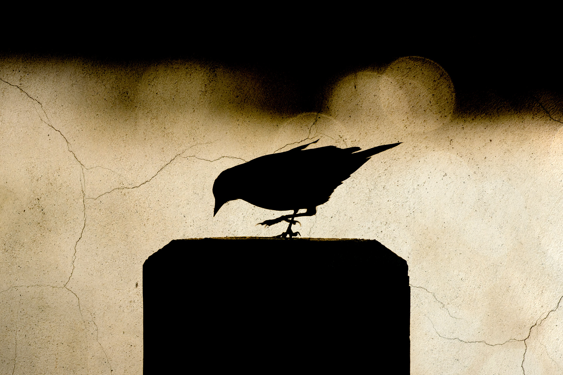 Red Winged Blackbird Dancing at Sunset