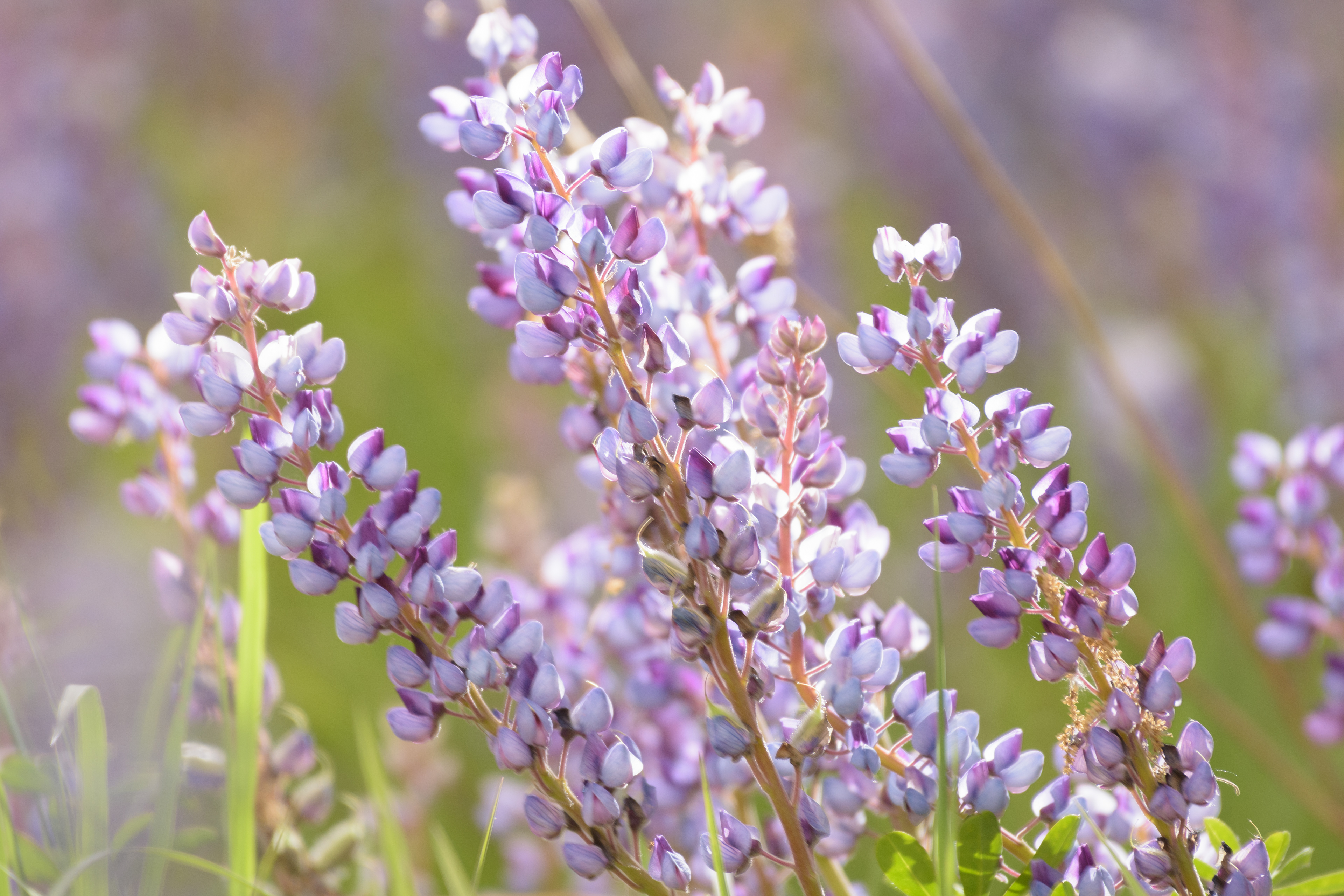 Lupine 2 (Lupinus polyphyllus)