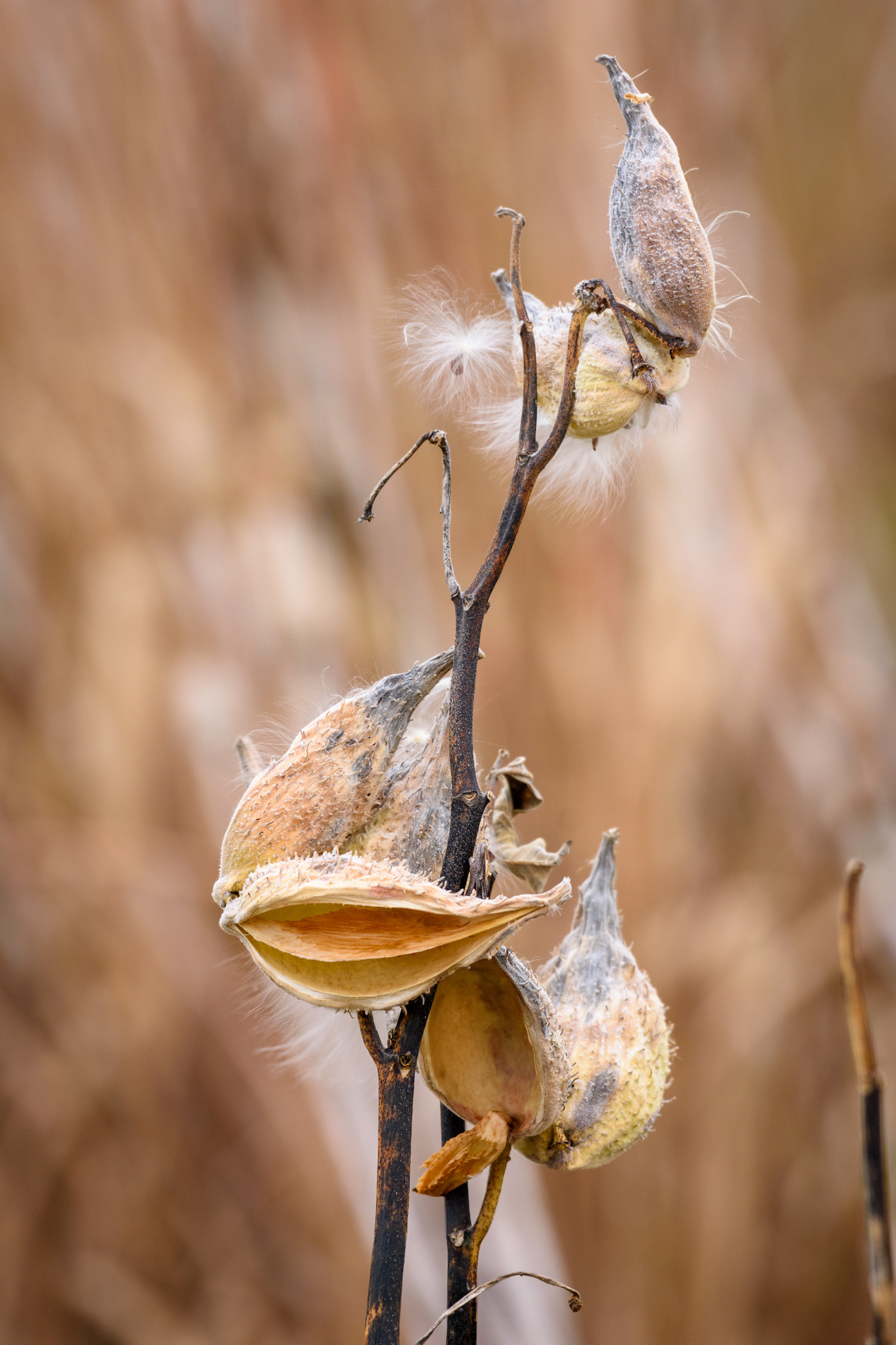Milkweed 1