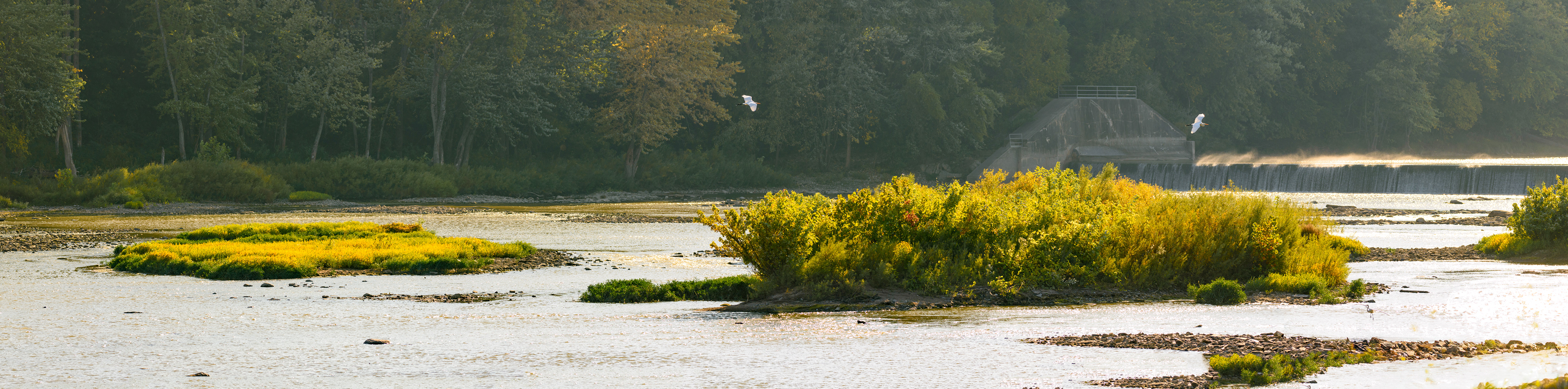 Egret Landing at Independence Dam
