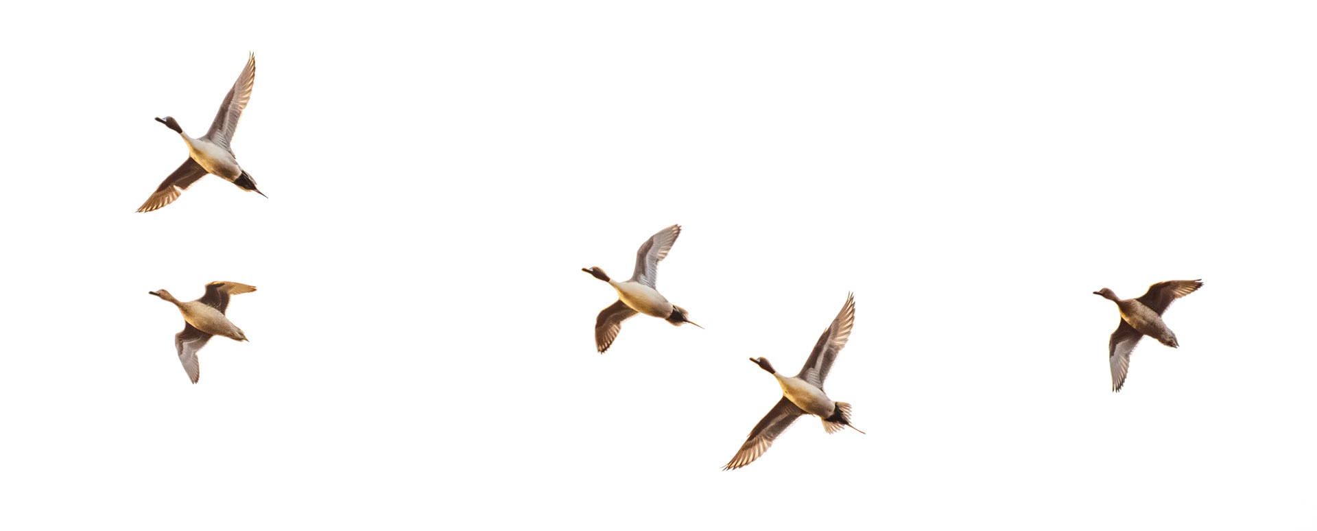 Five Pintails (Anas acuta)