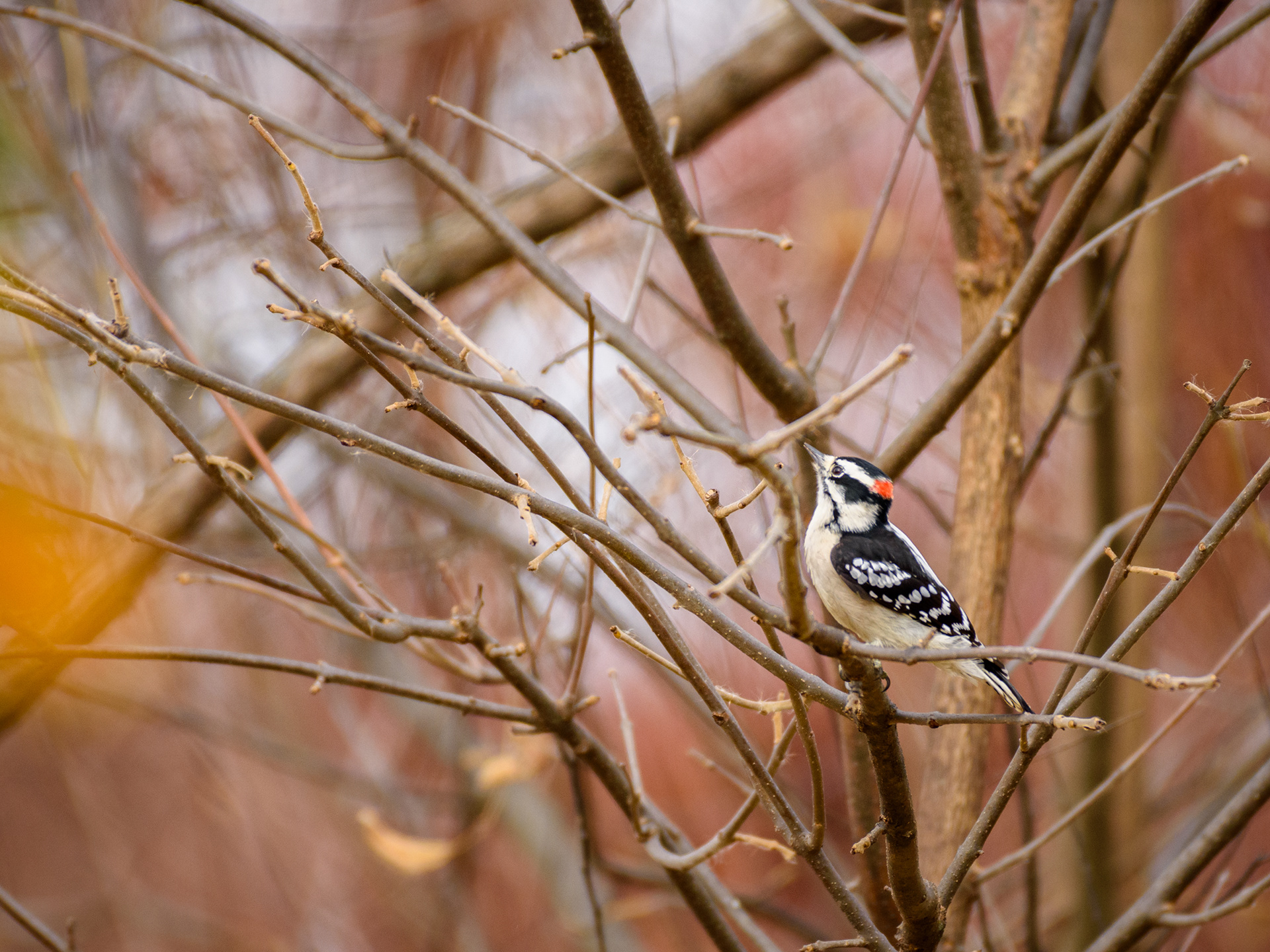 Downy Woodpecker