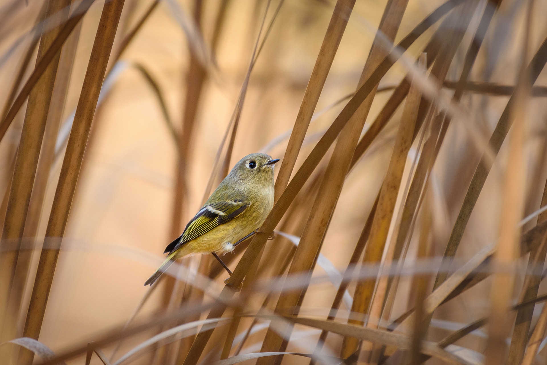 Ruby Crowned Kinglet 2