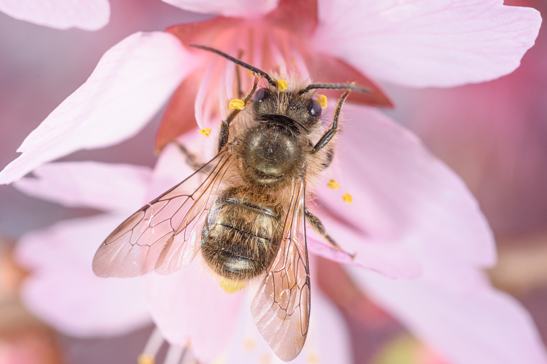 Mason Bee on Cherry Blossom 2 (Osmia spp.)