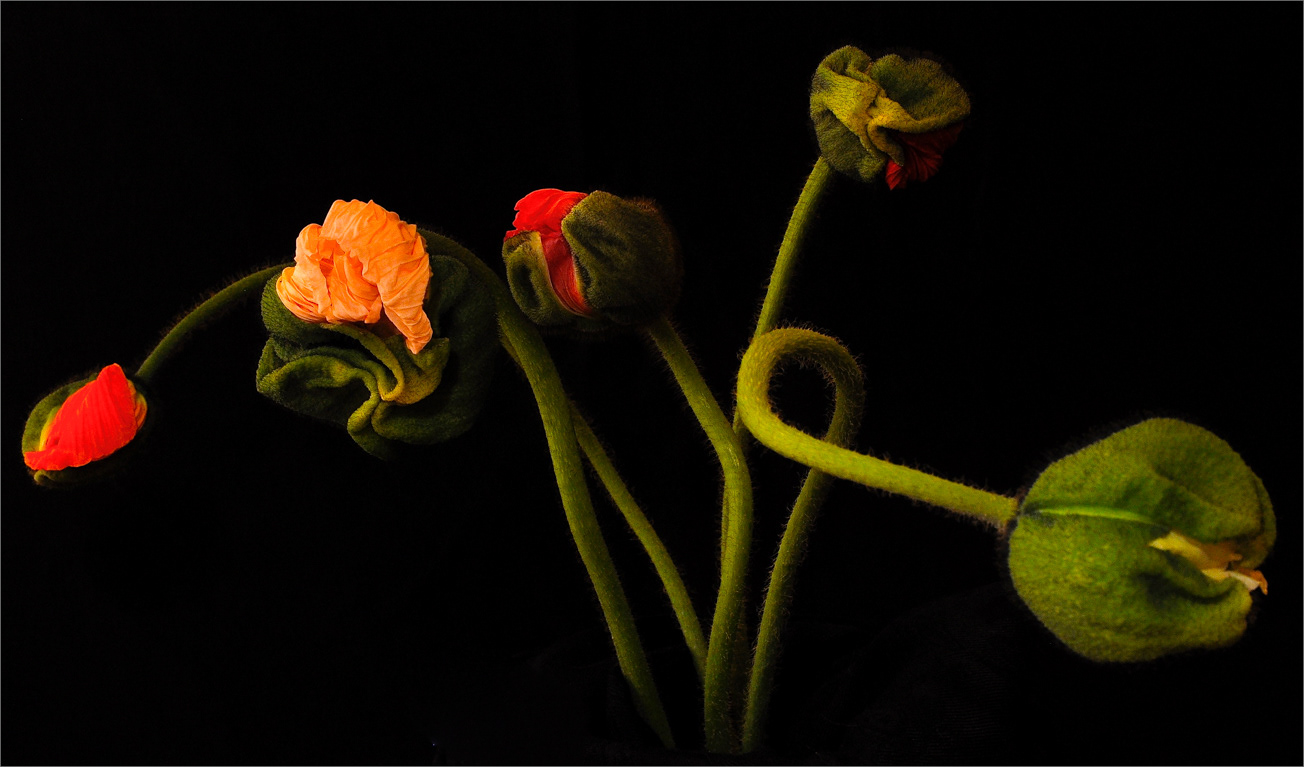 Mohn prämiertes Bild FB 2018