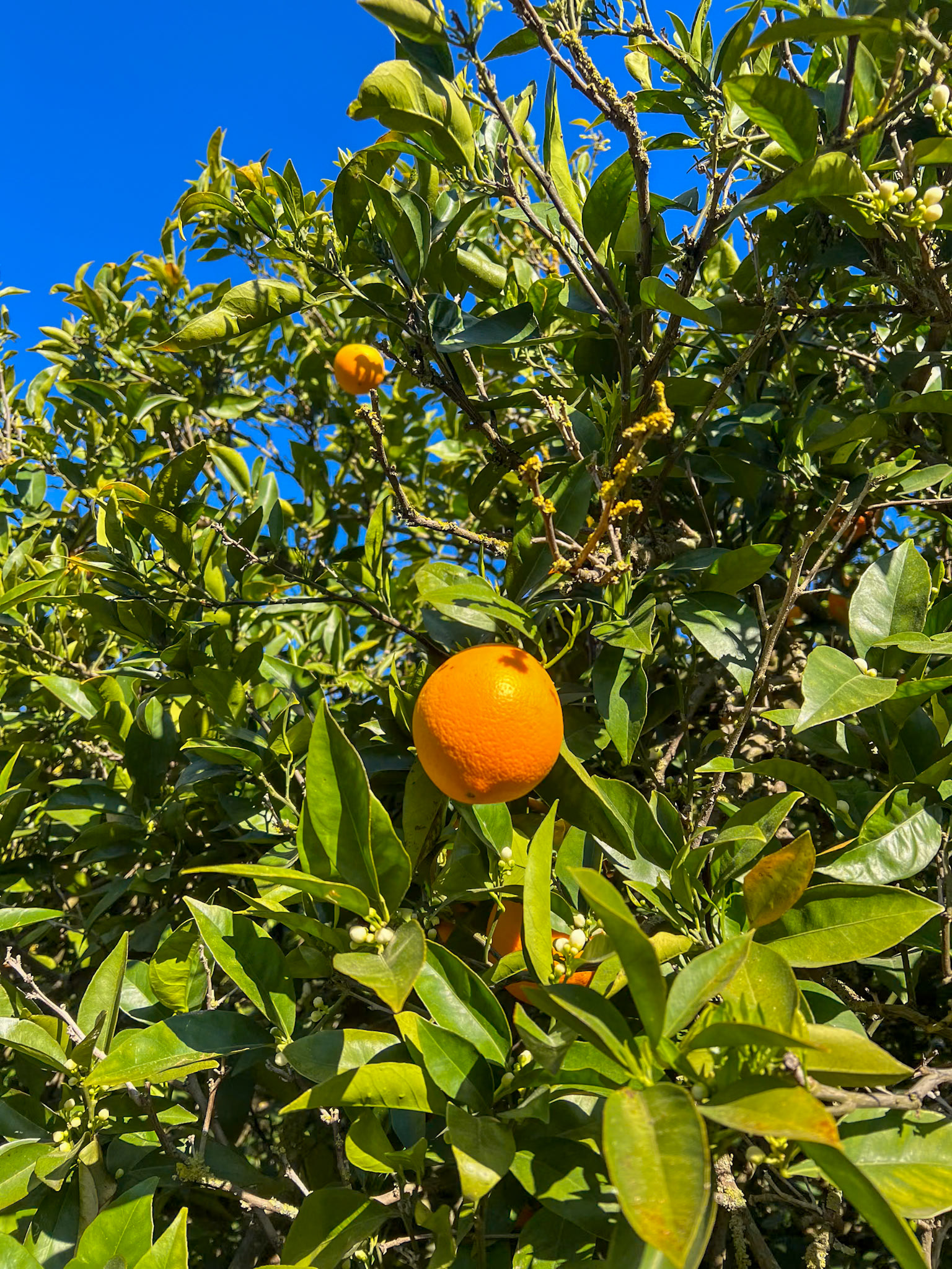 Orangenplantage