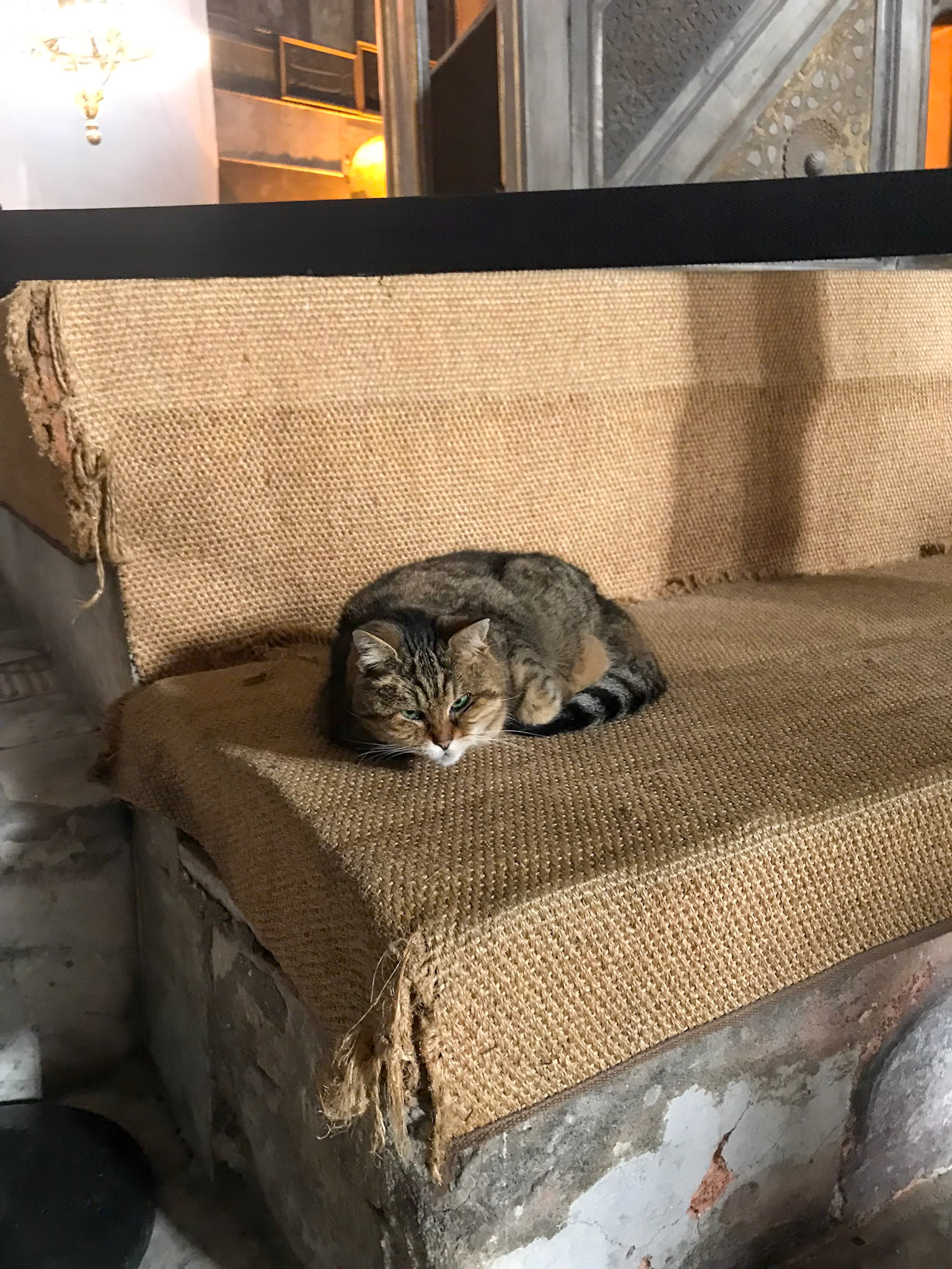 Katze in Istanbul