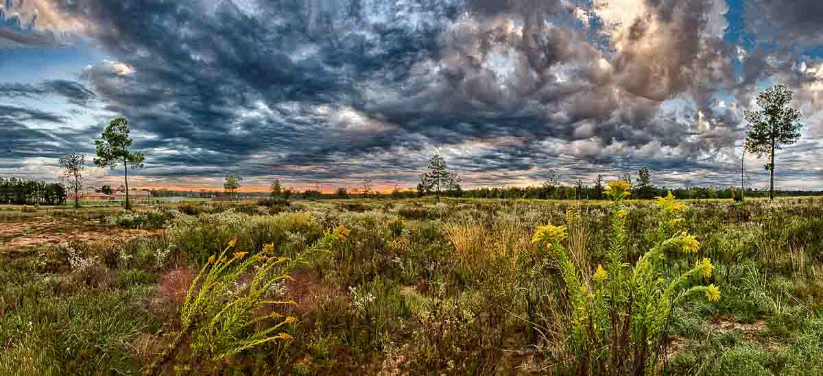 Morning Field - Shreveport, Louisiana
