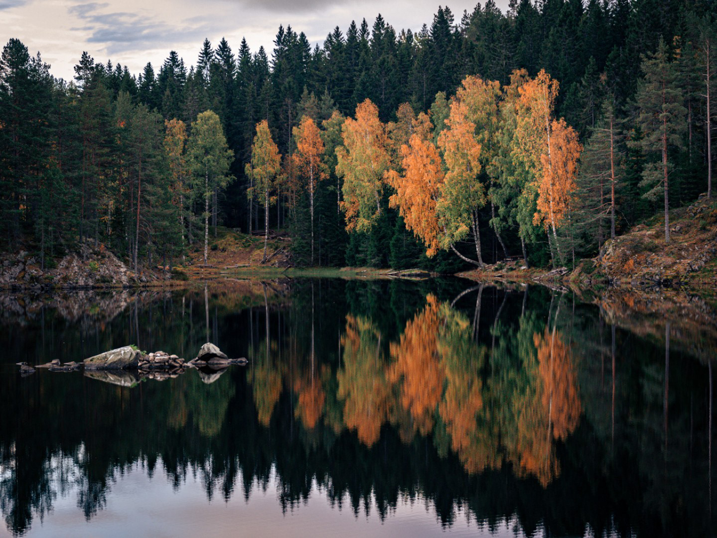 Eksploderende høstfarget Bjørk speiler seg i vannet. Myrdammen, Rælingen kommune