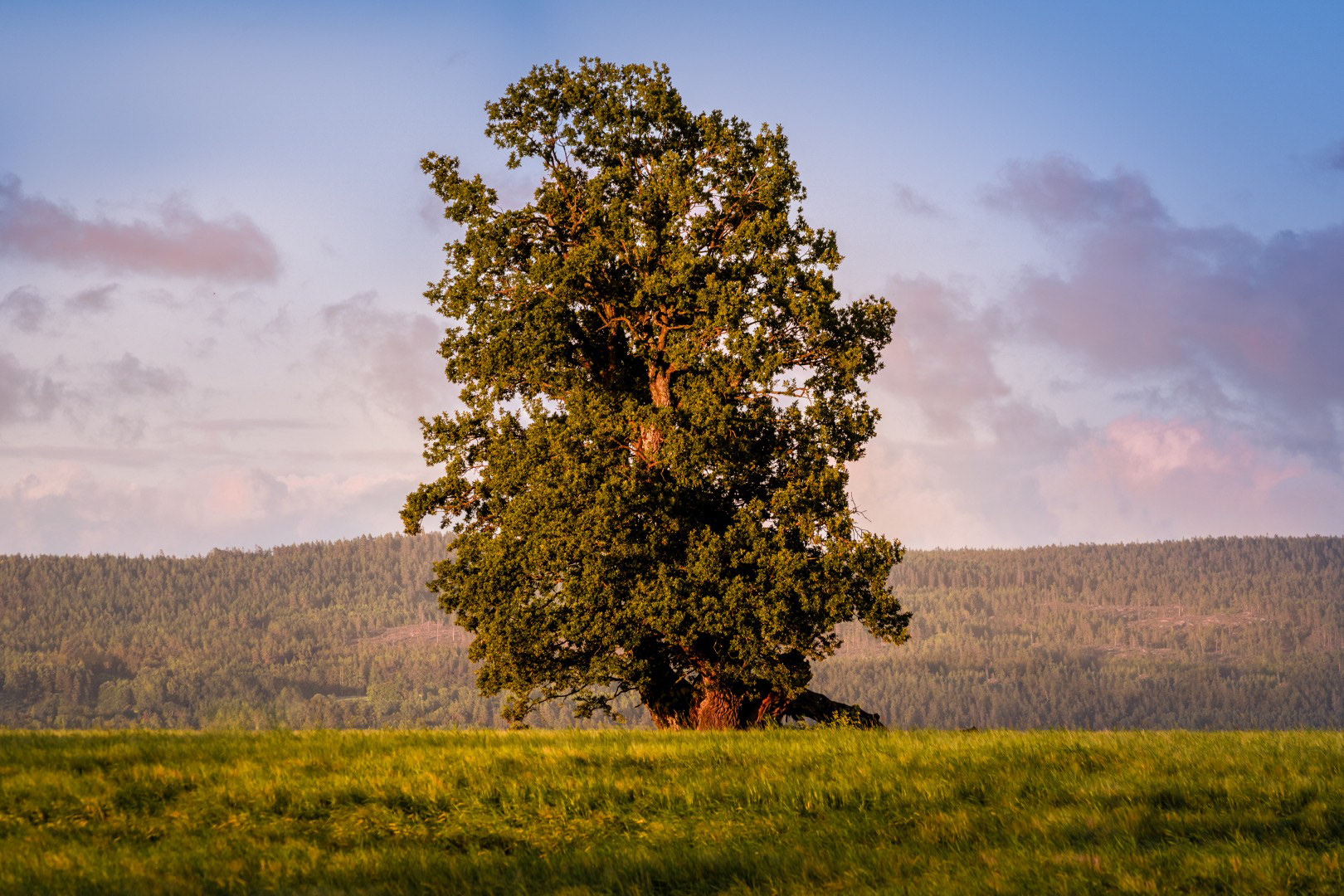 Eika på Hektnersletta, Rælingen