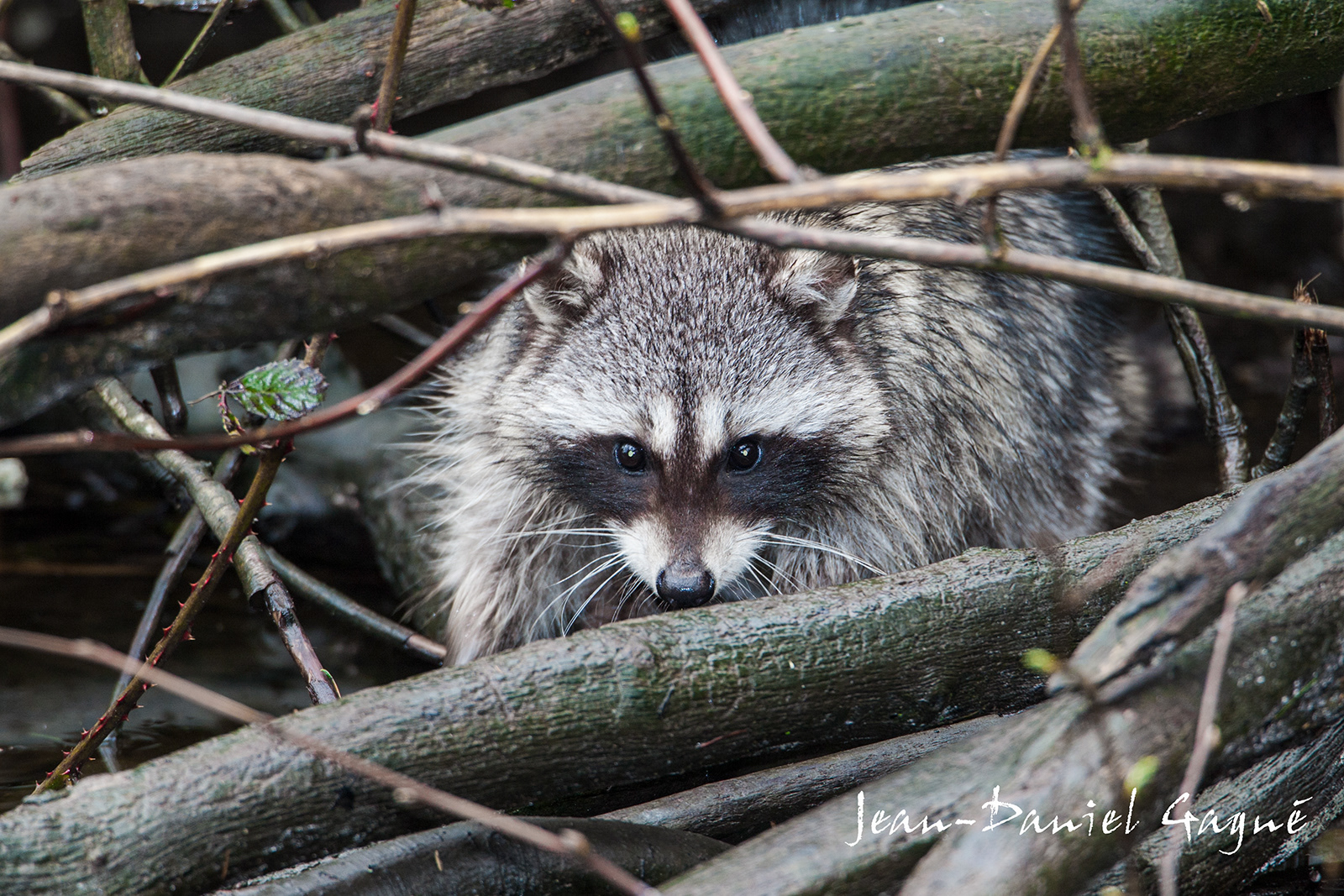 Raccoon