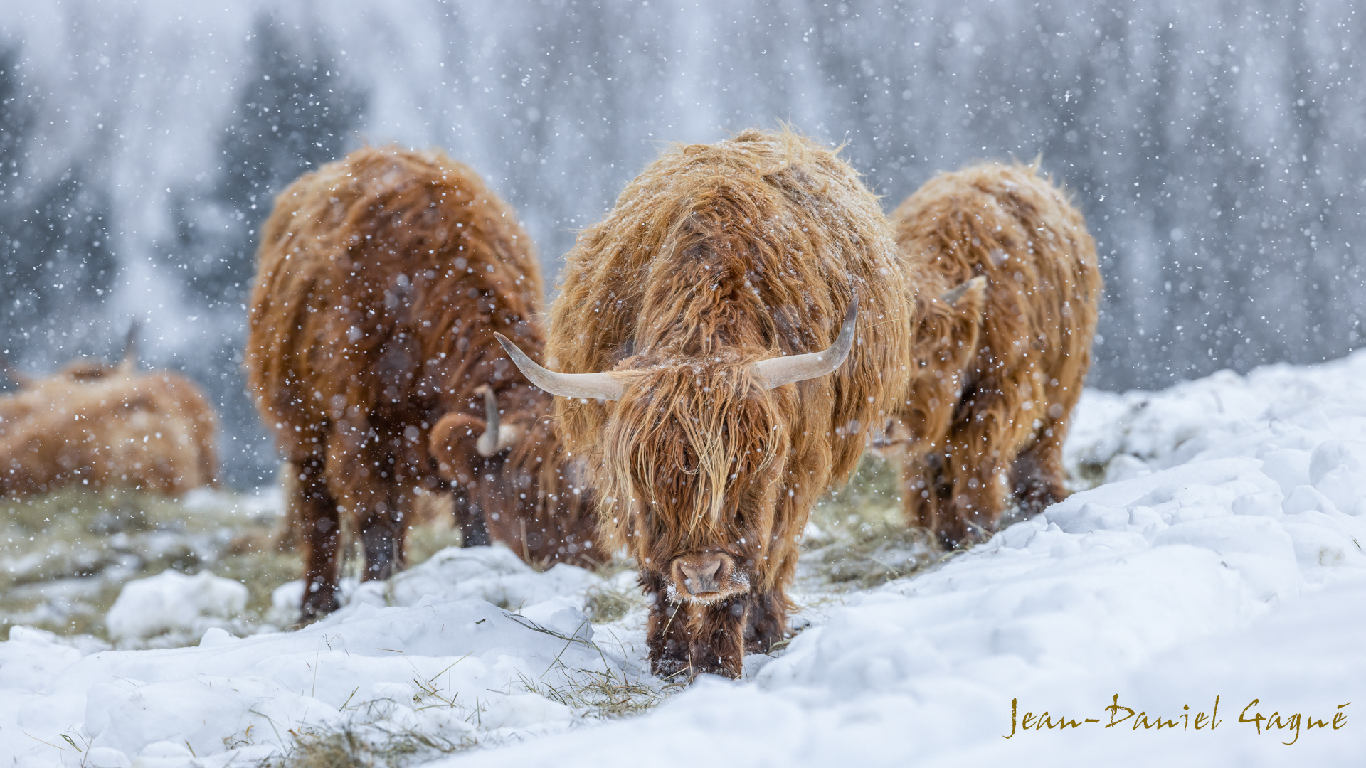 Highland Cow