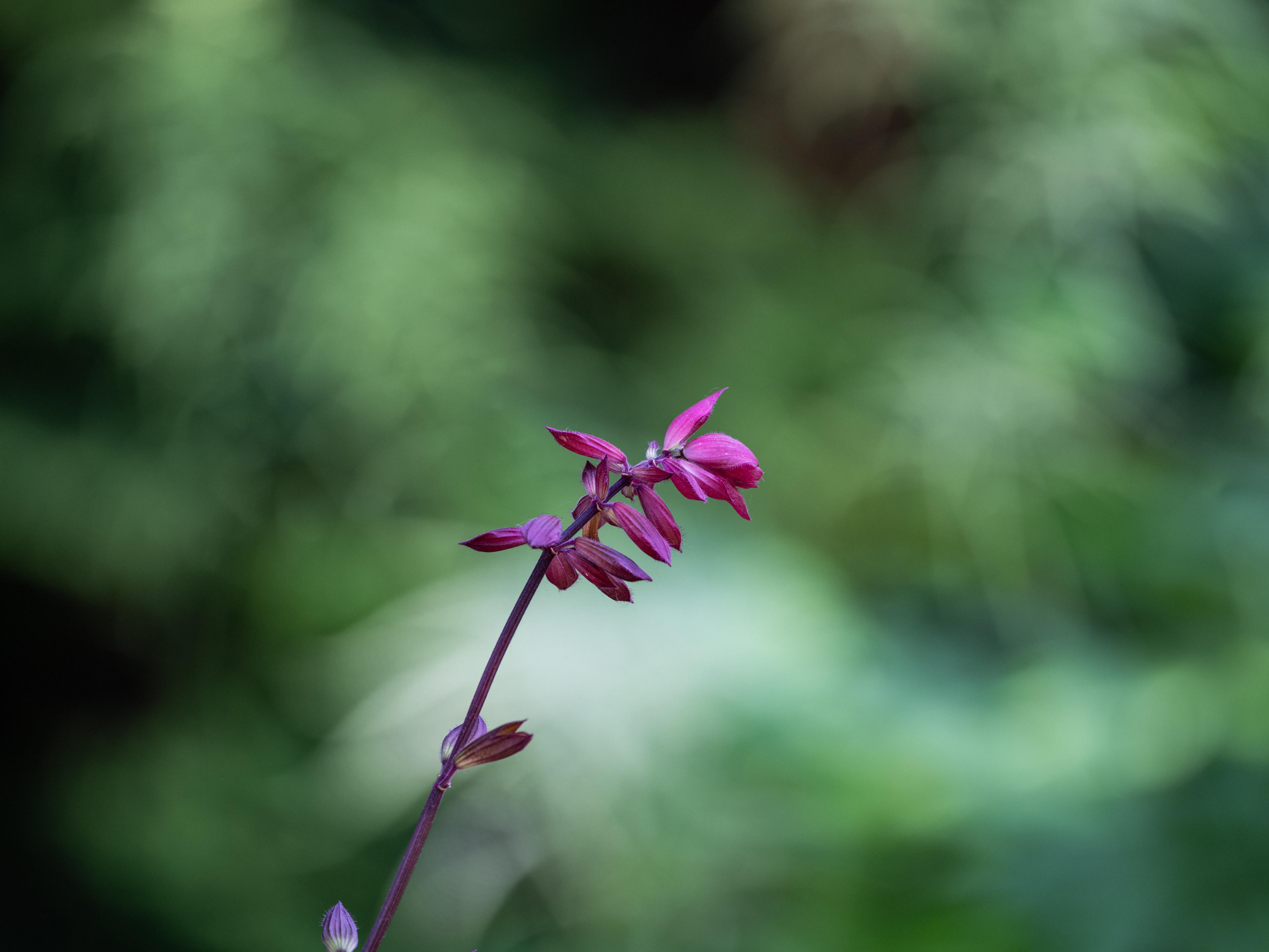 (No1)     f/8,  ISO 800,   1/75s       Image 102 mpix