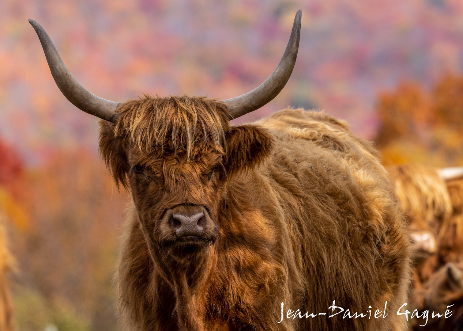 Highlandr Cow