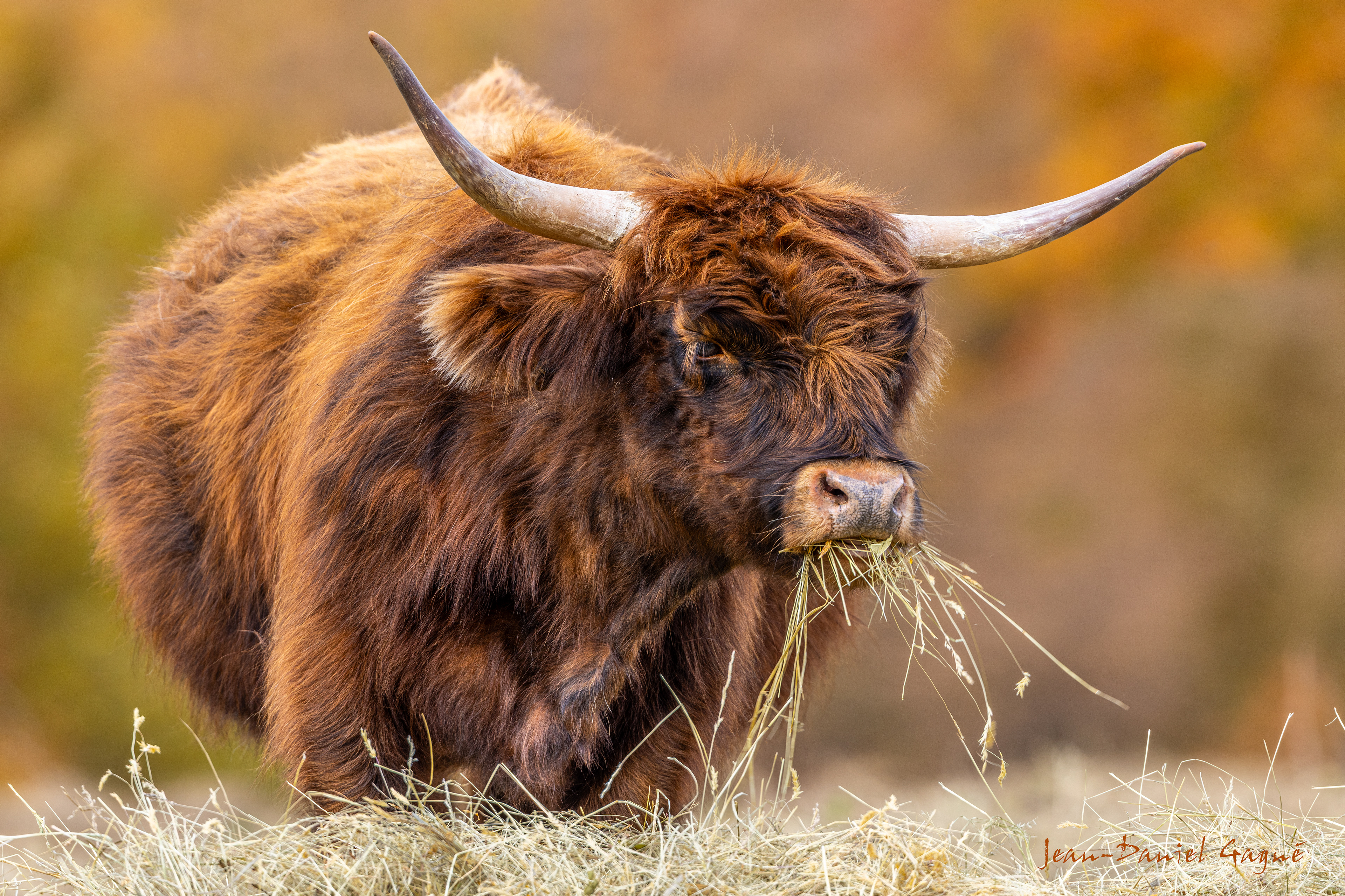 Highland Cow