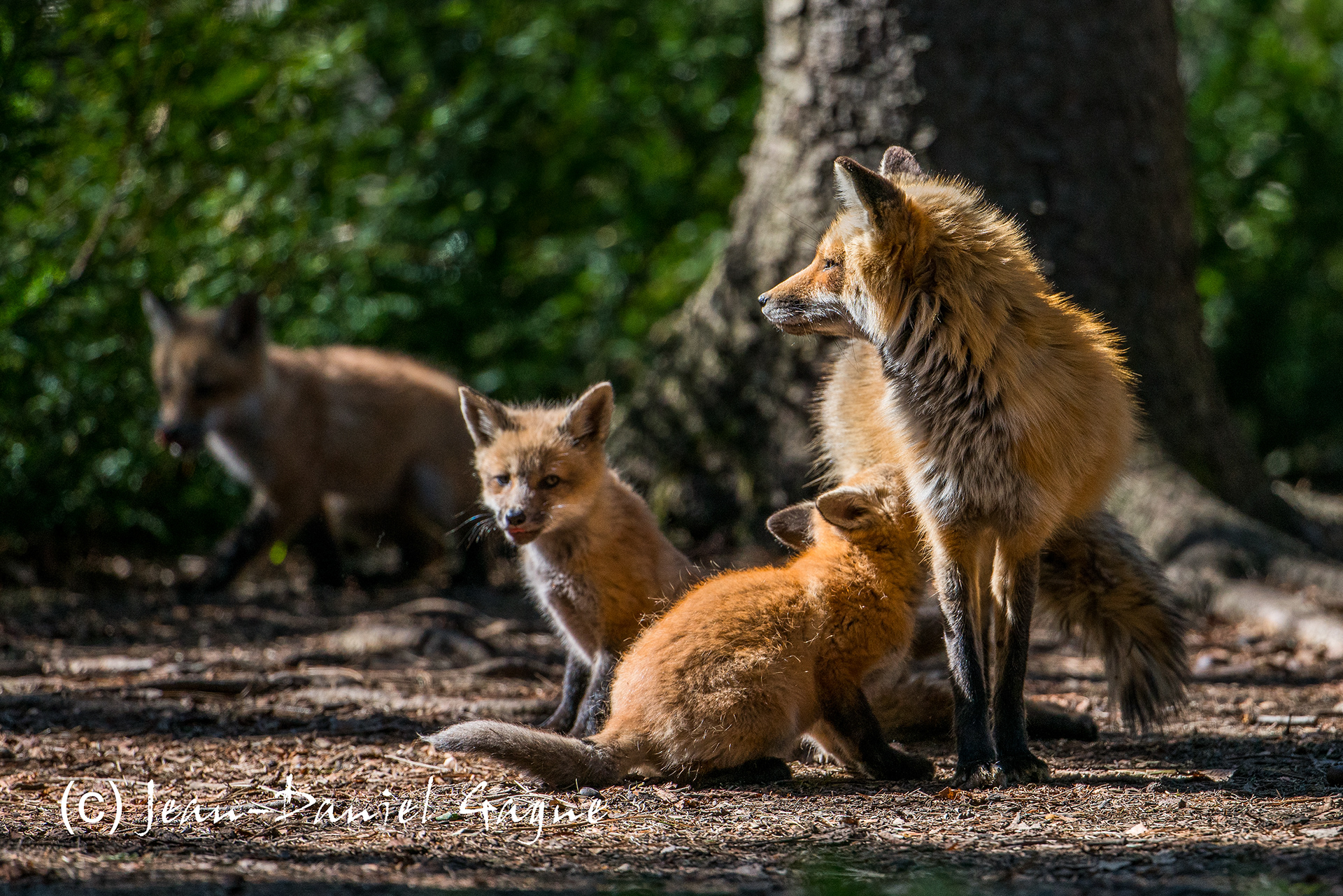 Red Fox