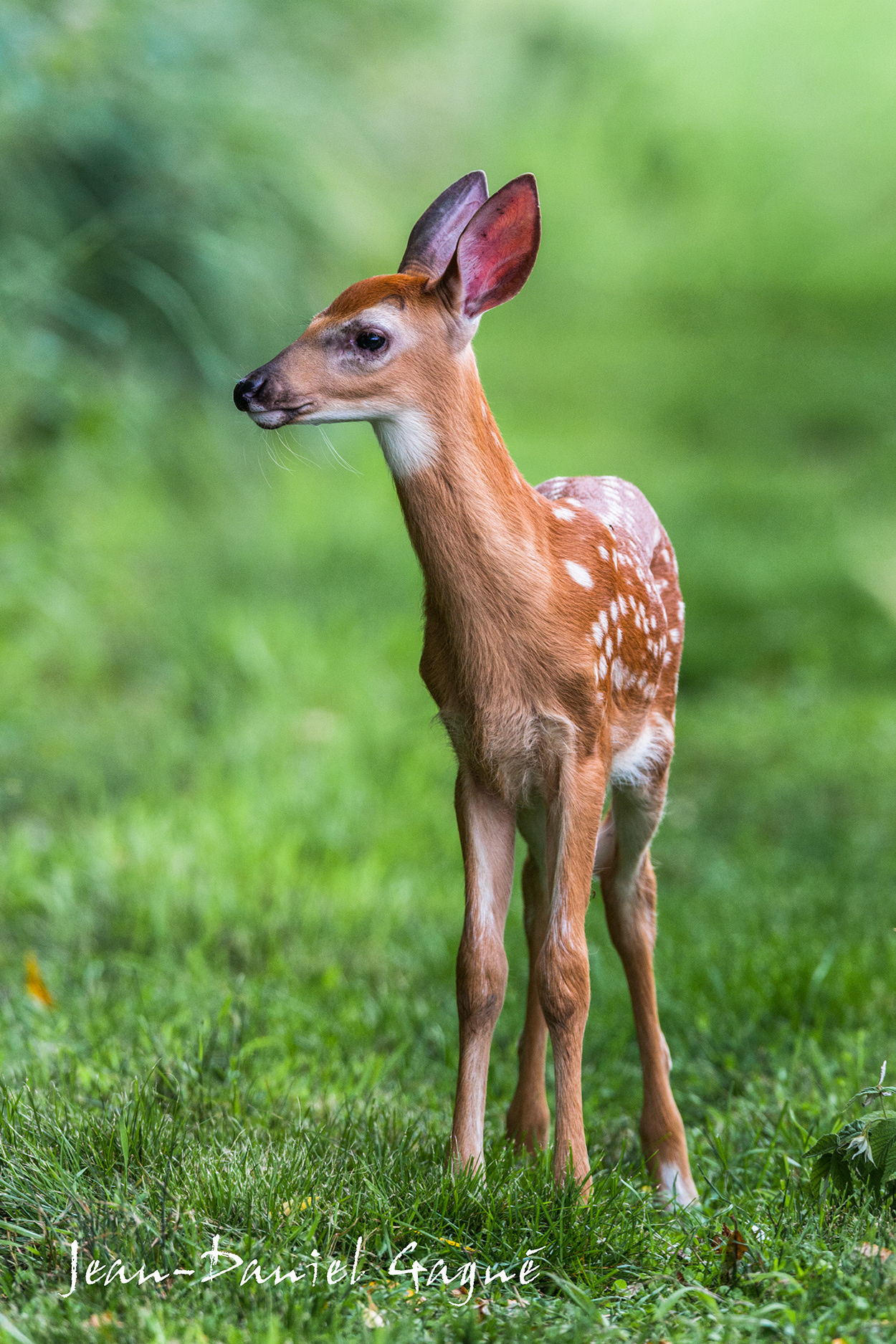 White Tail Deer (Young)