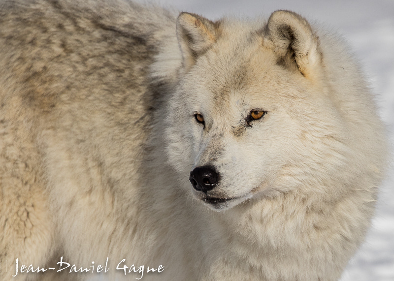 Arctic Wolf