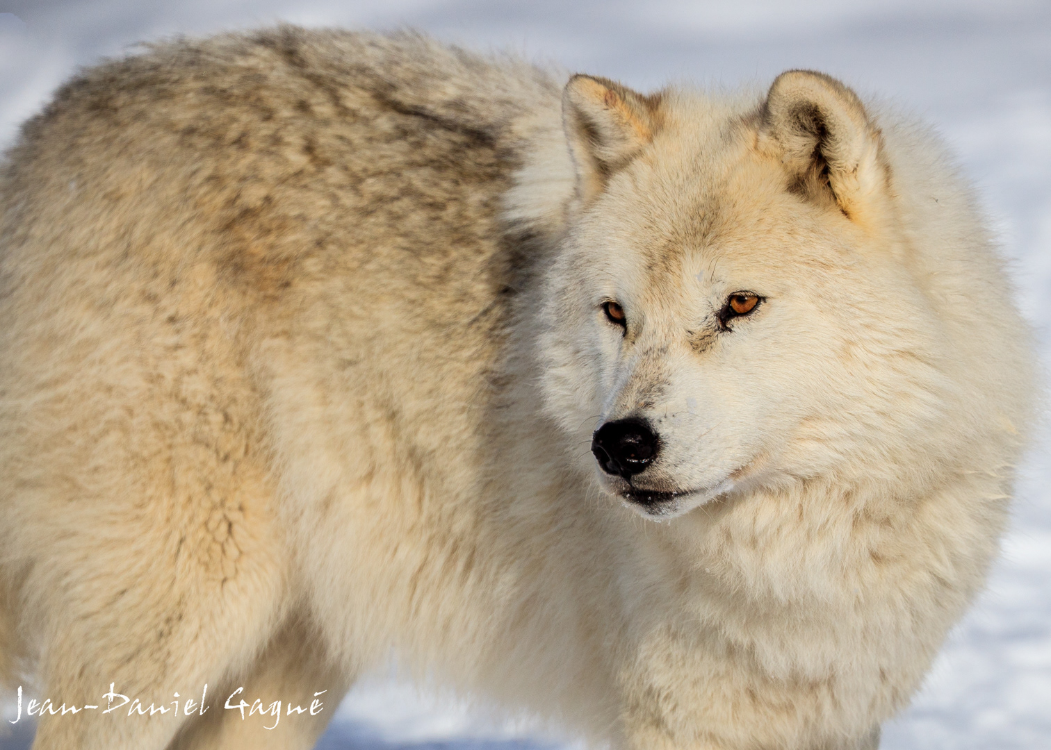 Artic Wolf