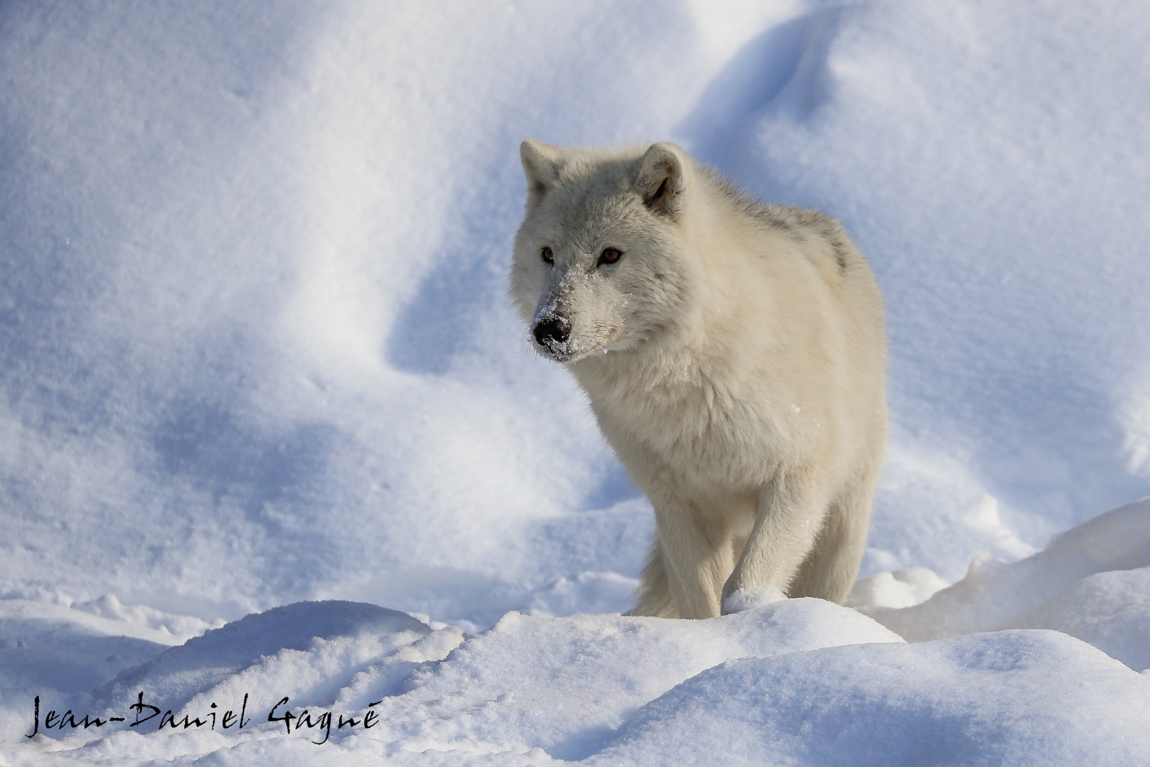 Artic Wolf